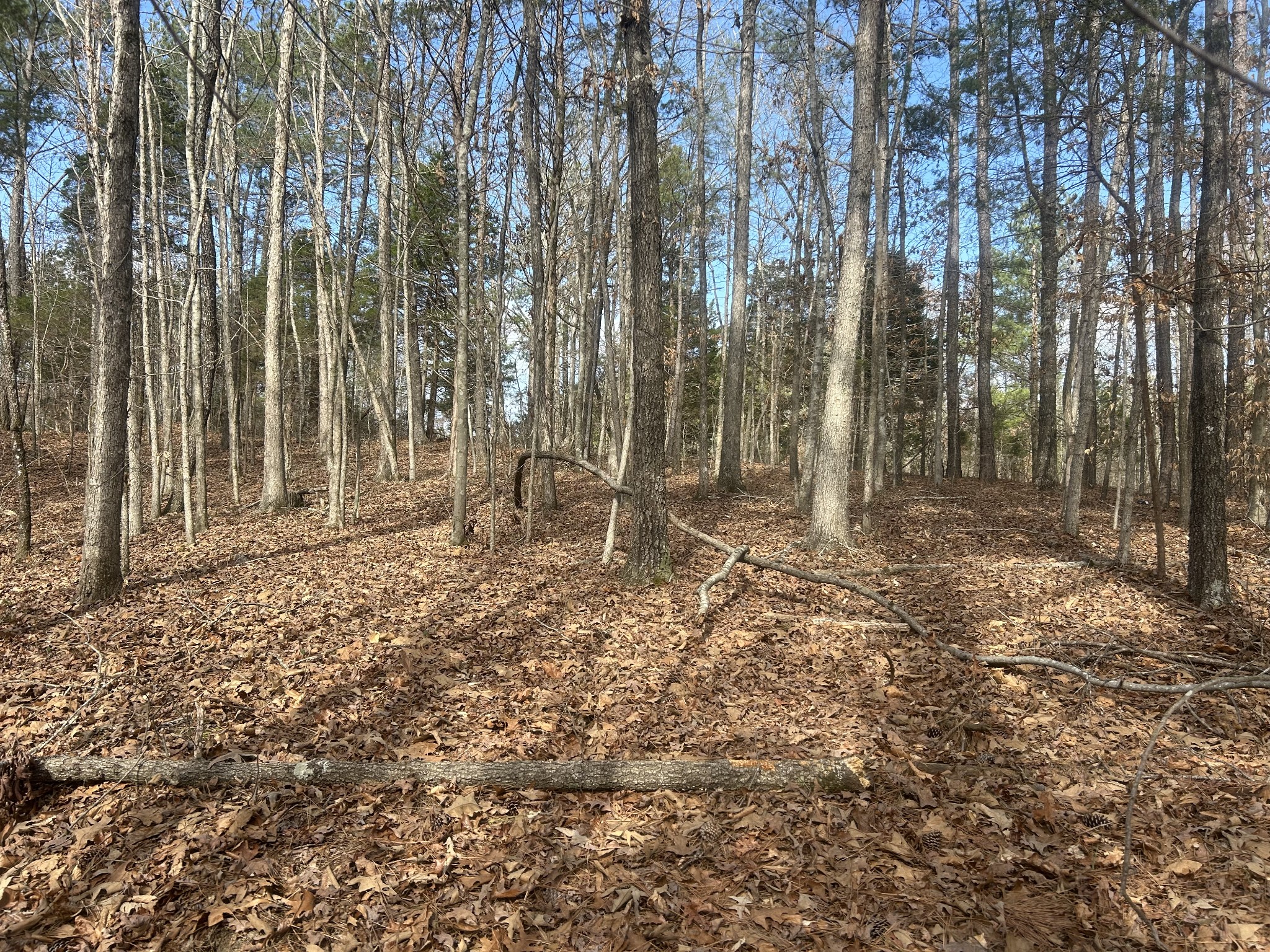 0 Mt Carmel Road Camden, TN 38320 - Photo 6 of 6