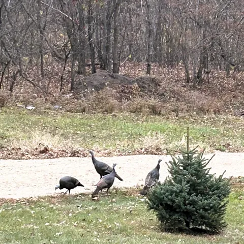 $599,000 | 46748 Torgerson Road, Soldiers Grove, WI 54655