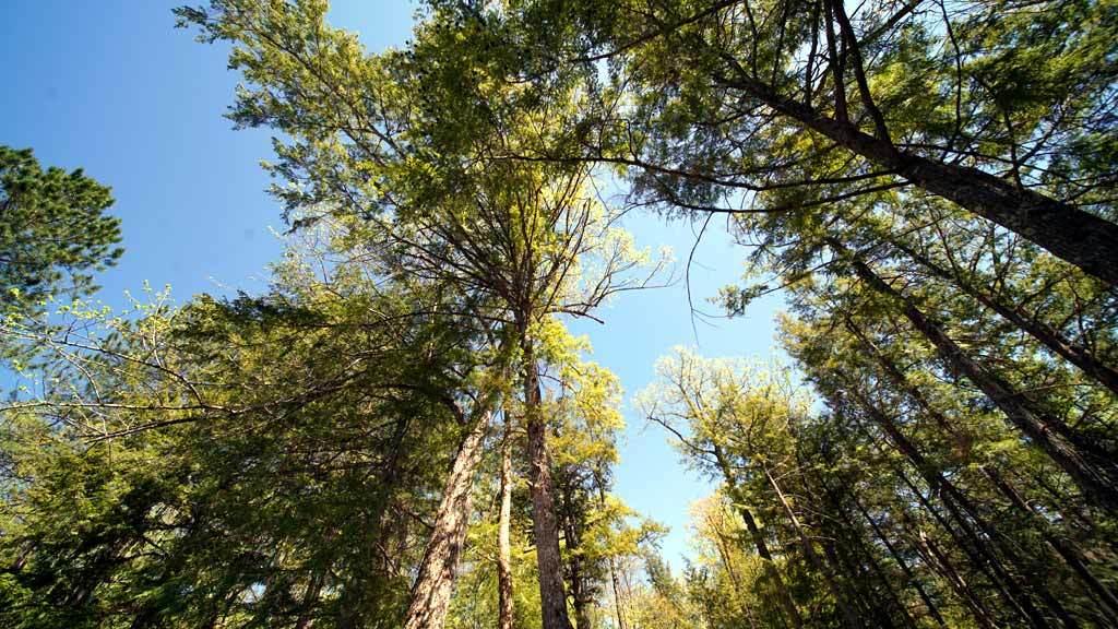 158 Thoroughfare Road Island Falls, ME 04747 - Photo 64 of 64 mattawamkeag-lake-158-58