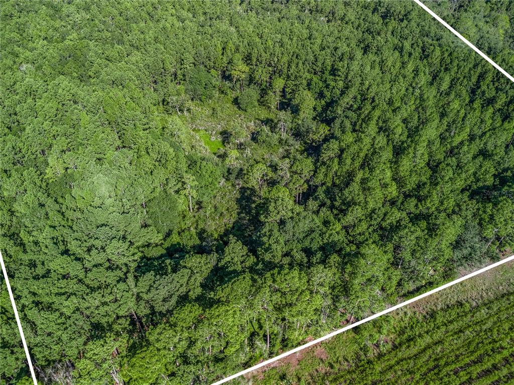Northwest 150th Ave Road Micanopy, FL 32667 - Photo 11 of 17 a view of a green field with a plant