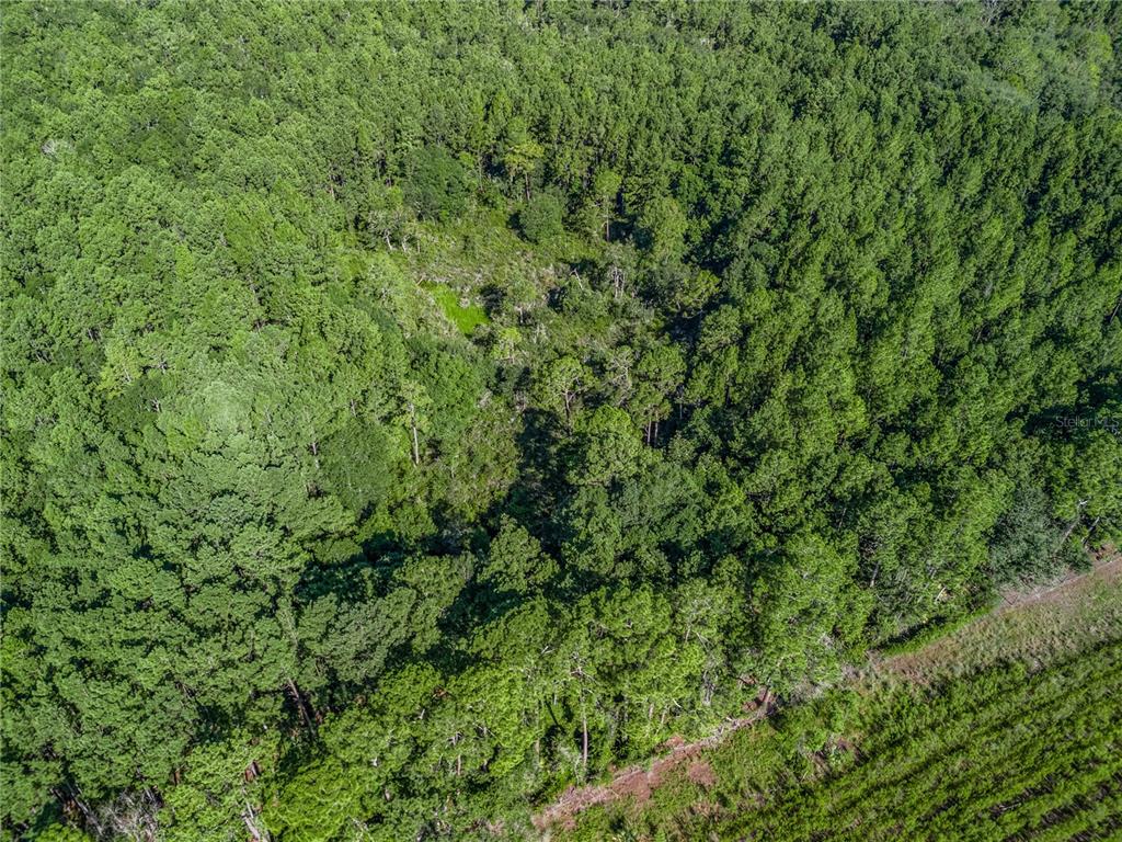 Northwest 150th Ave Road Micanopy, FL 32667 - Photo 12 of 17 a view of a lush green forest