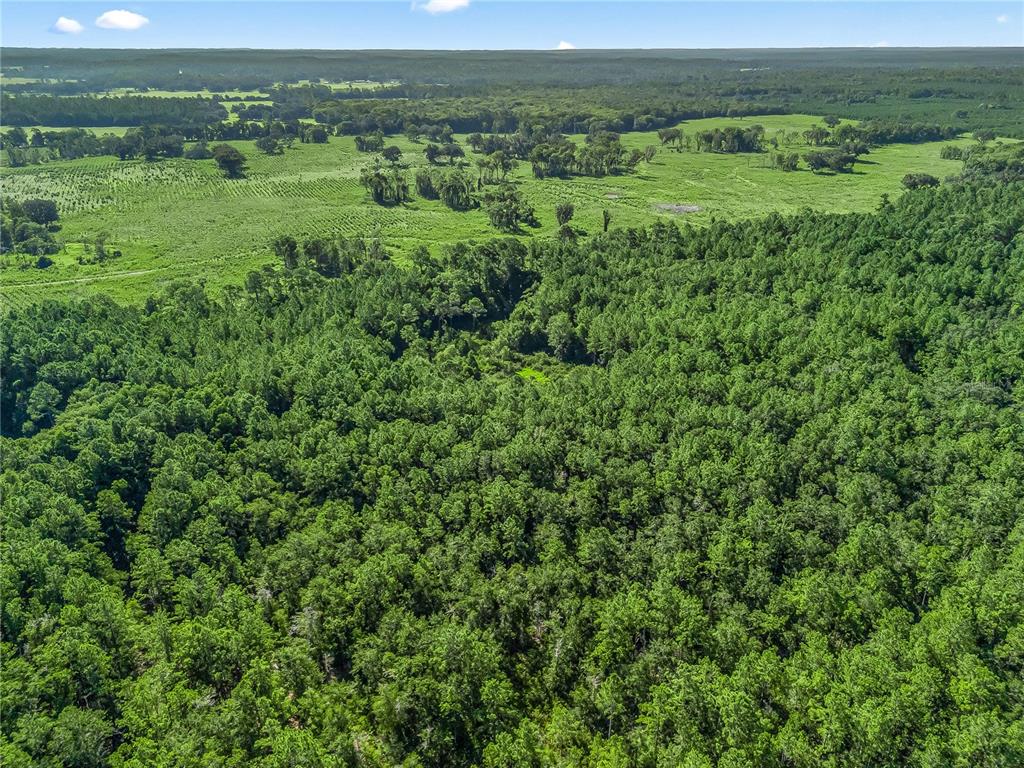 Northwest 150th Ave Road Micanopy, FL 32667 - Photo 14 of 17 a view of a lush green outdoor space with a houses