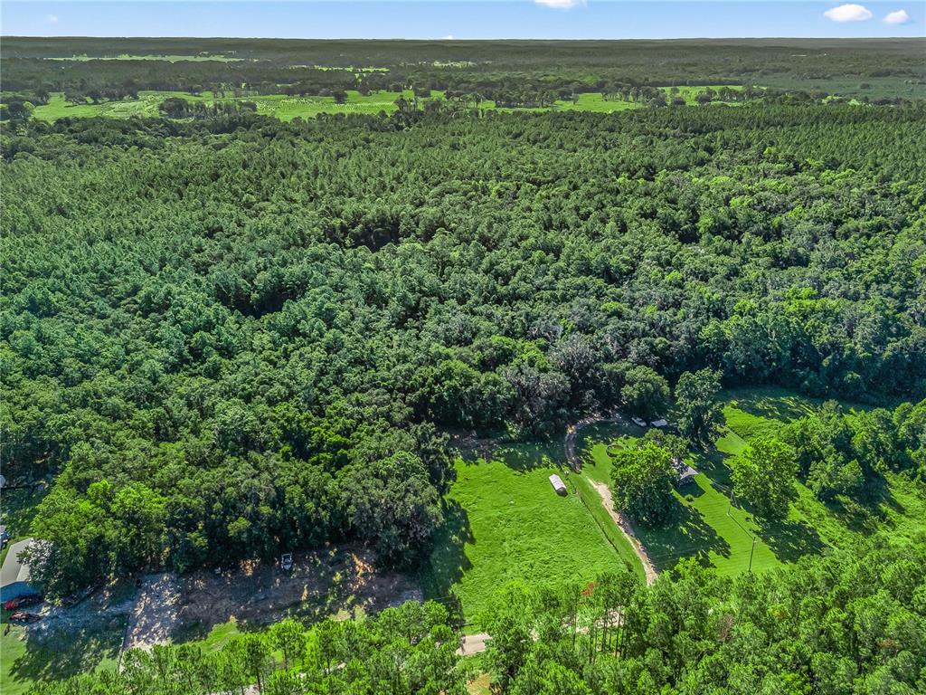 Northwest 150th Ave Road Micanopy, FL 32667 - Photo 16 of 17 a view of a lush green forest with lots of trees