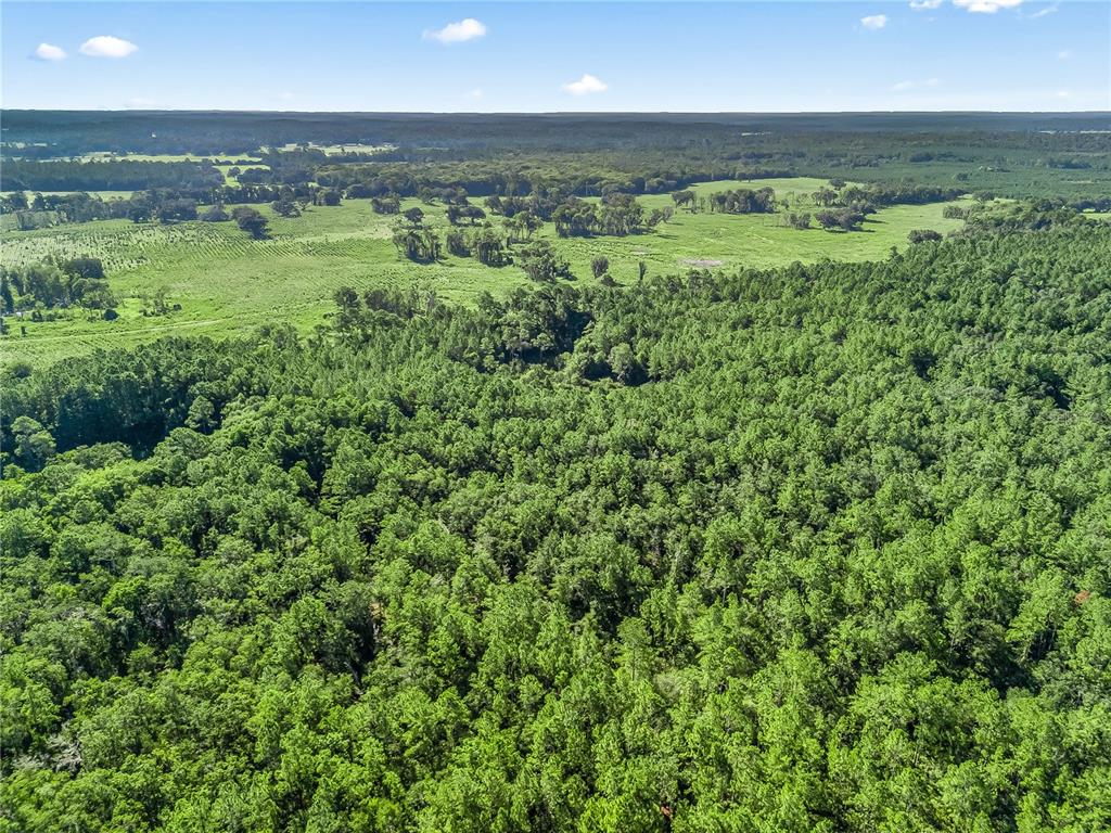 Northwest 150th Ave Road Micanopy, FL 32667 - Photo 4 of 17 an aerial view of residential houses with outdoor space and trees