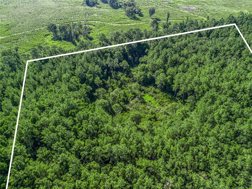 Northwest 150th Ave Road Micanopy, FL 32667 - Photo 5 of 17 a view of a yard from a balcony