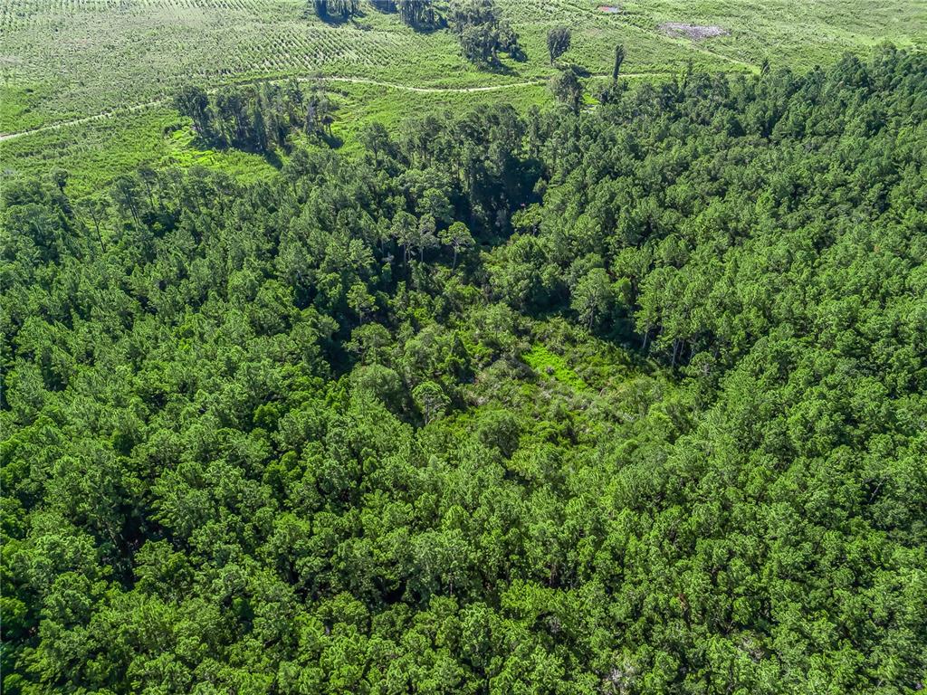 Northwest 150th Ave Road Micanopy, FL 32667 - Photo 6 of 17 a view of a lush green forest