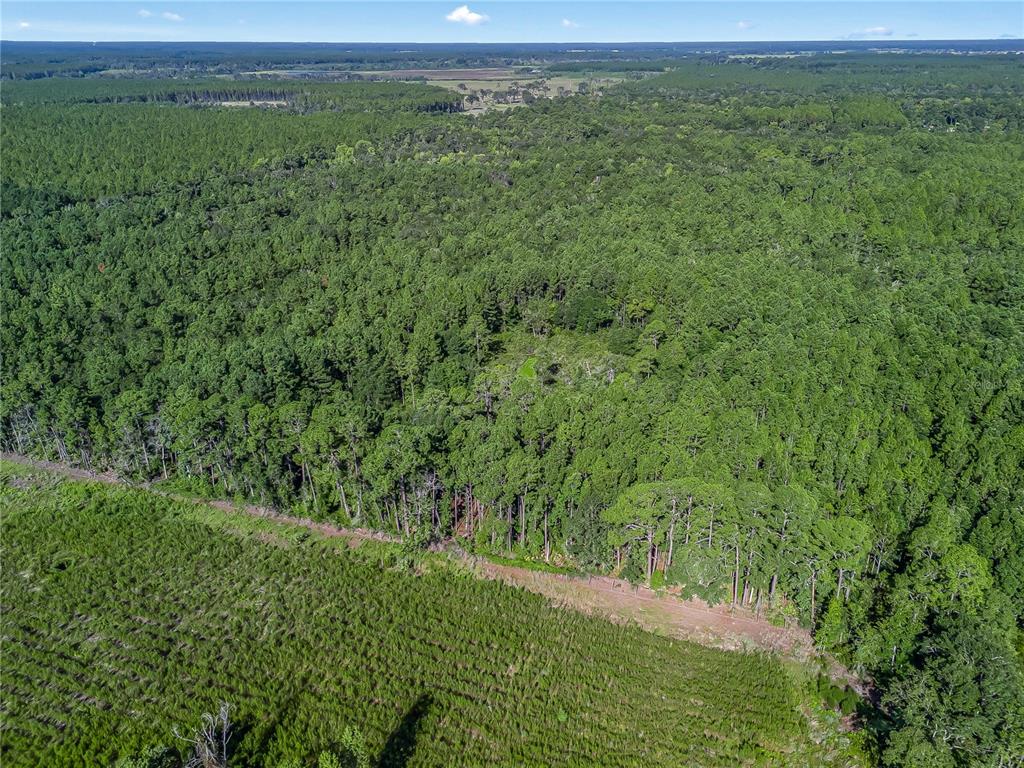 Northwest 150th Ave Road Micanopy, FL 32667 - Photo 8 of 17 a view of a green field with lots of green space