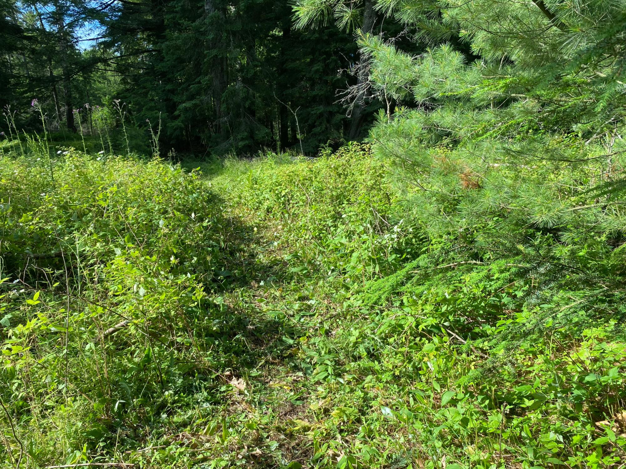 2597 Uncle Ben Road Pelican Lake, WI 54463 - Photo 14 of 31 Gallery Image 14