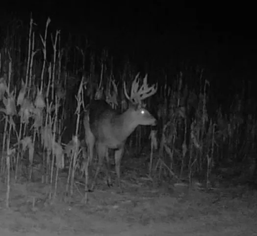 $1,274,999 | 54008 Valentine Lane, Wauzeka, WI 53826