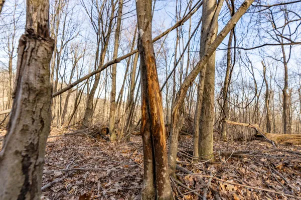 $1,274,999 | 54008 Valentine Lane, Wauzeka, WI 53826