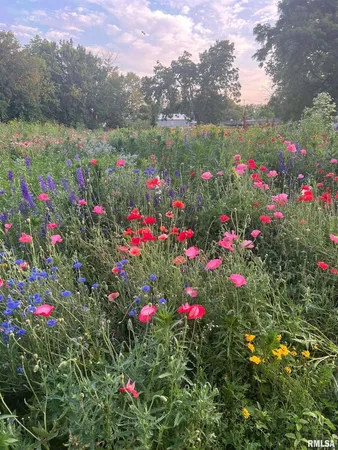 a view of a flower in a garden