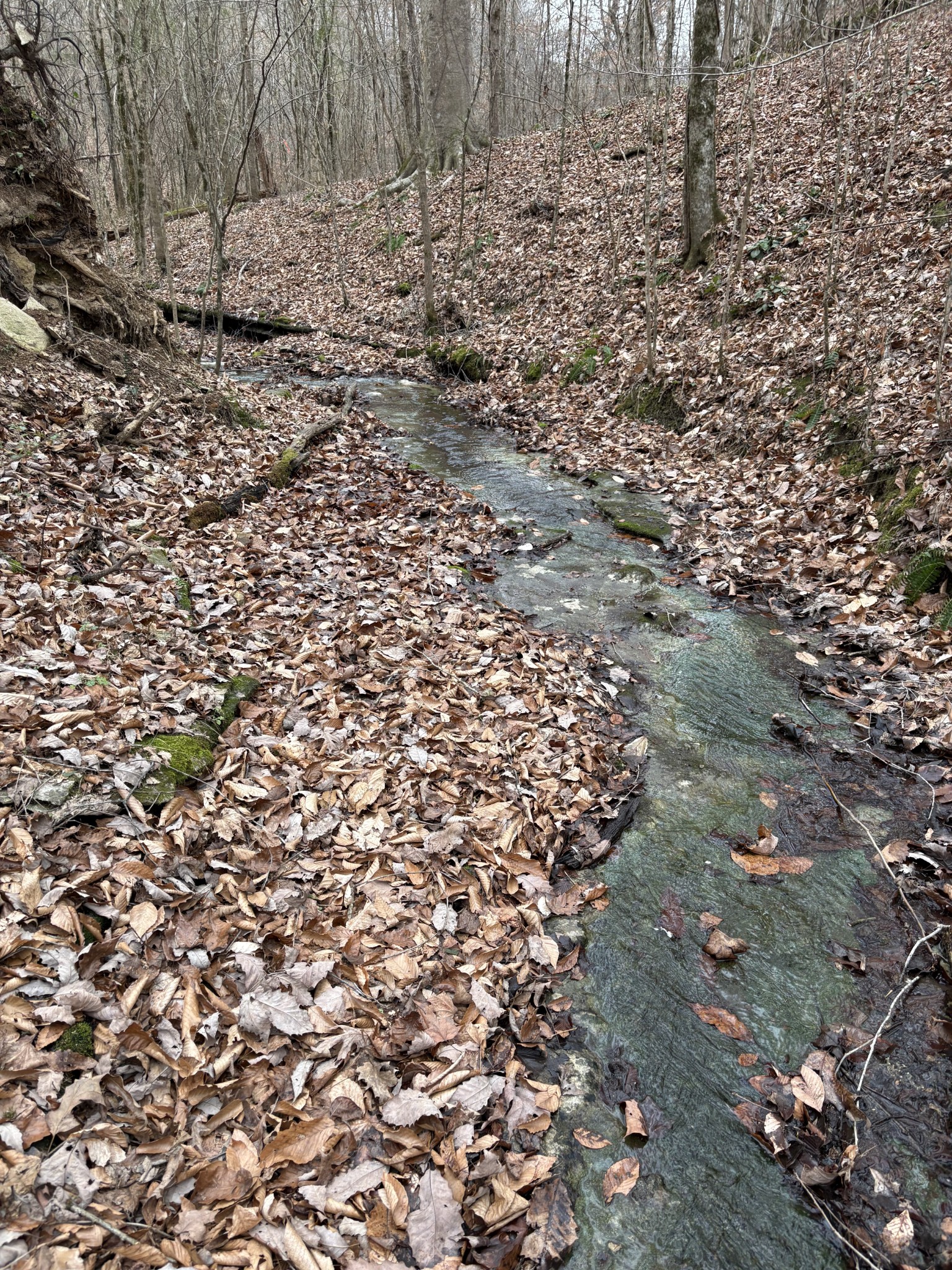 594 Highway 100 Centerville, TN 37033 - Photo 39 of 40 a view of a yard with a tree