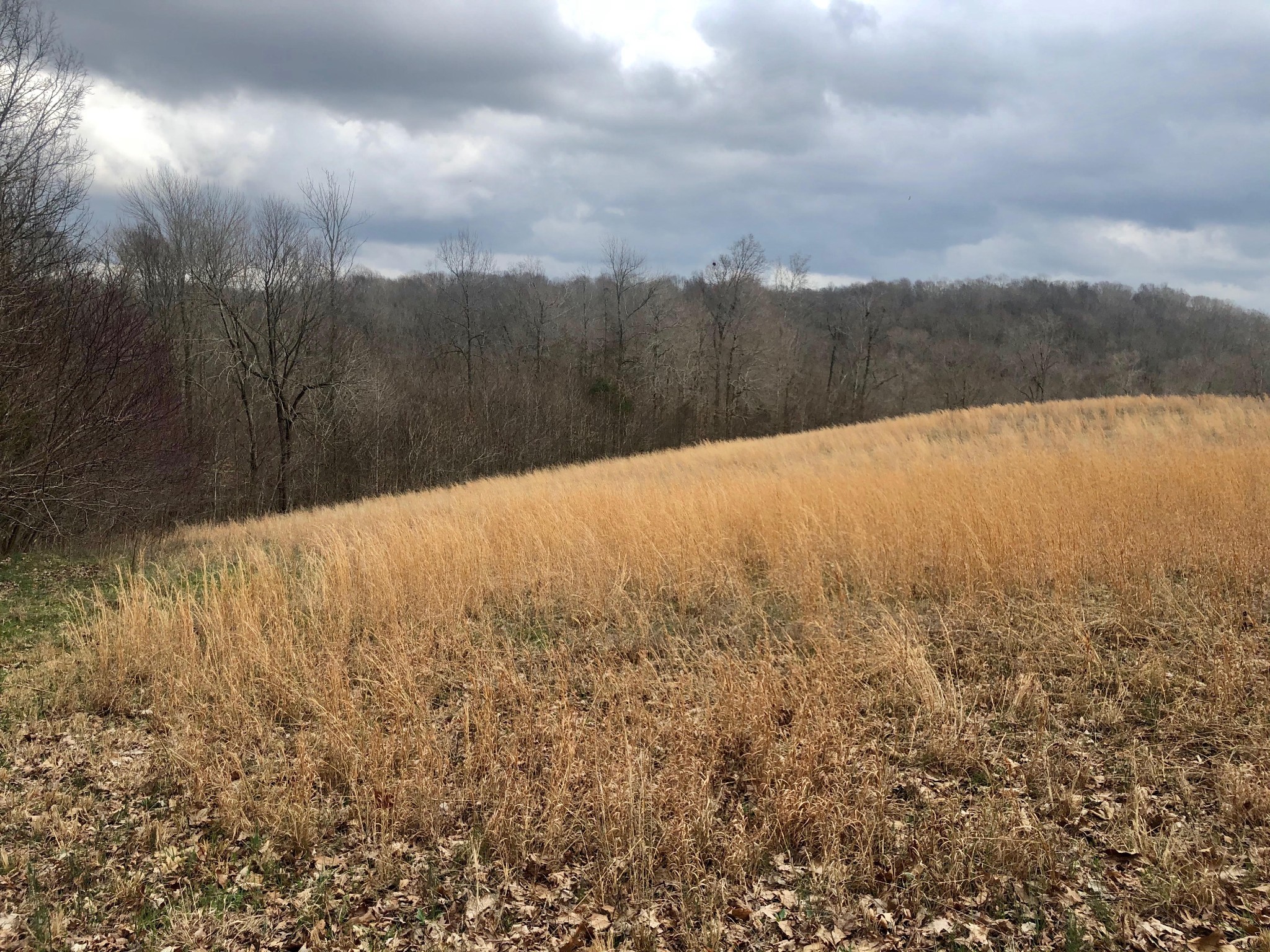 0 Nels Adams Road Dickson, TN 37055 - Photo 1 of 6 Gallery Image 1