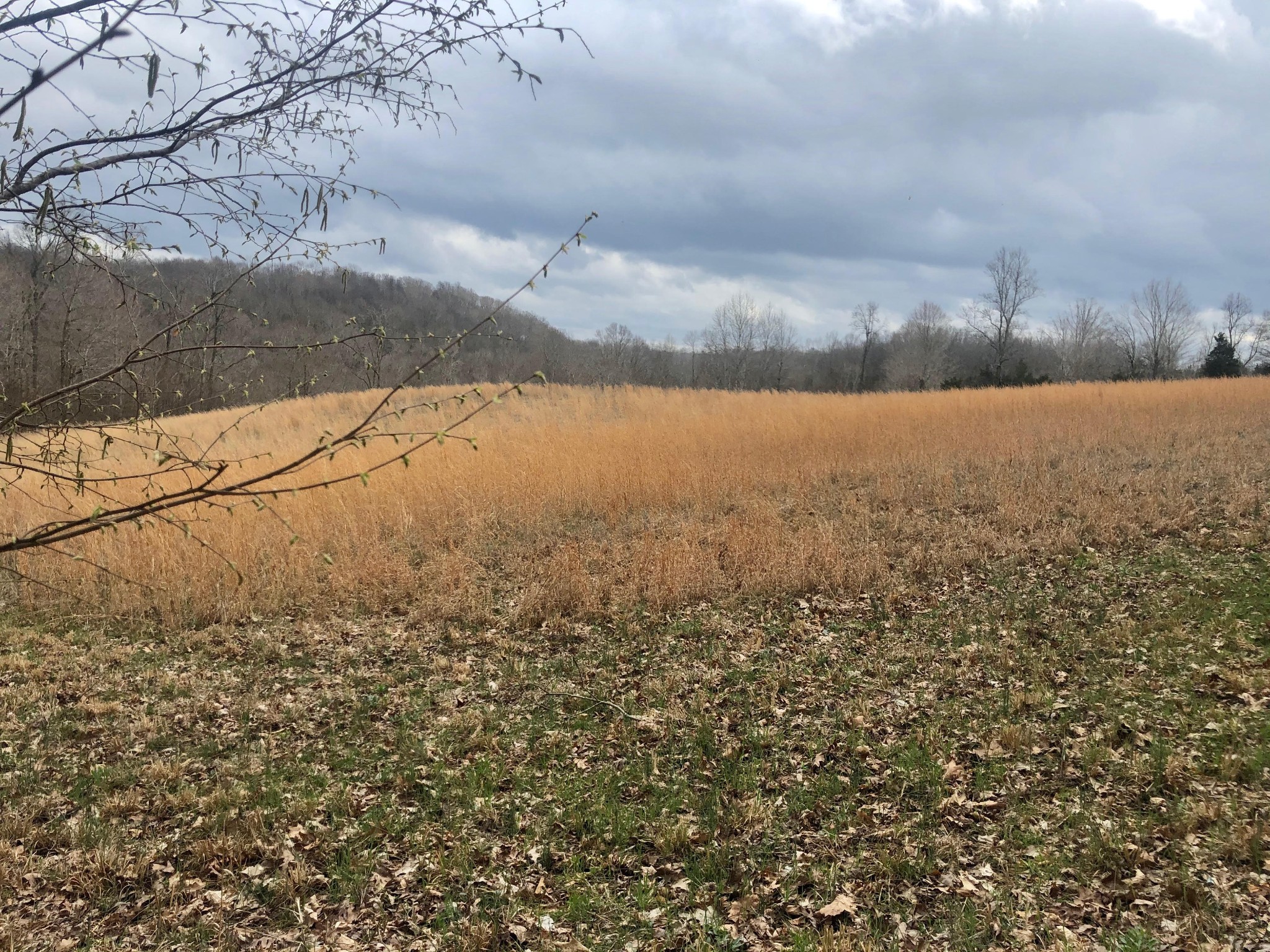 0 Nels Adams Road Dickson, TN 37055 - Photo 4 of 6 Gallery Image 4