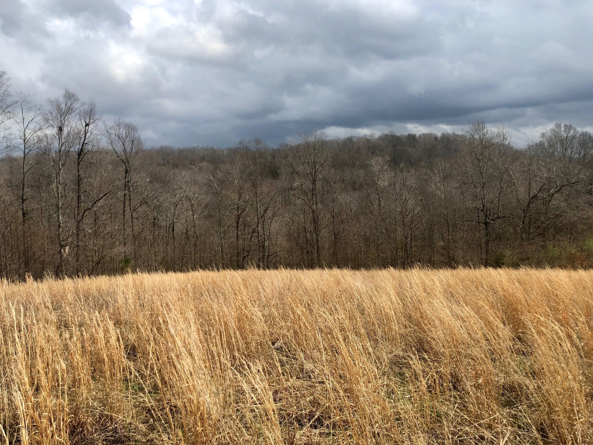 0 Nels Adams Road Dickson, TN 37055 - Photo 5 of 6 Gallery Image 5