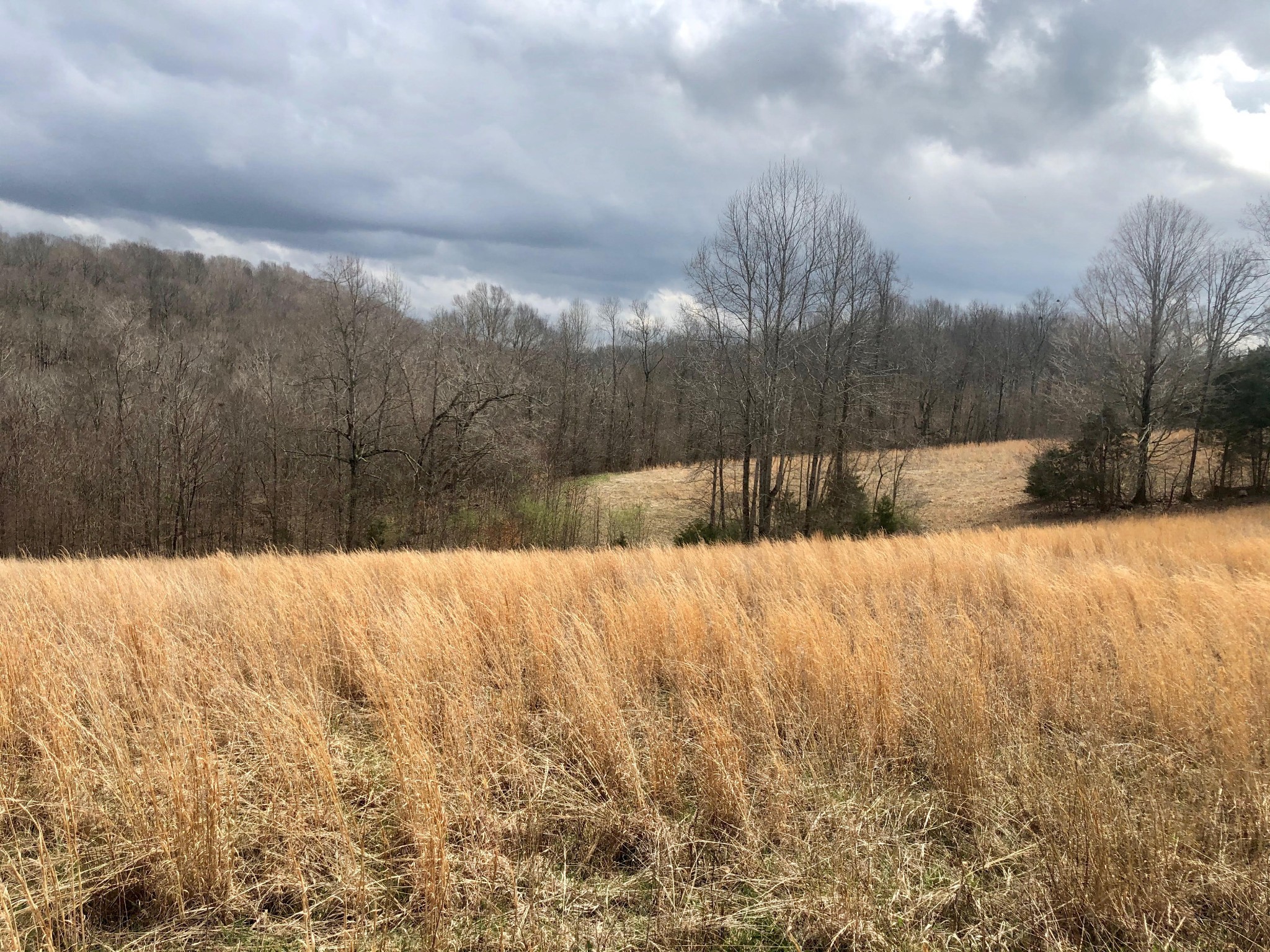 0 Nels Adams Road Dickson, TN 37055 - Photo 6 of 6 Gallery Image 6