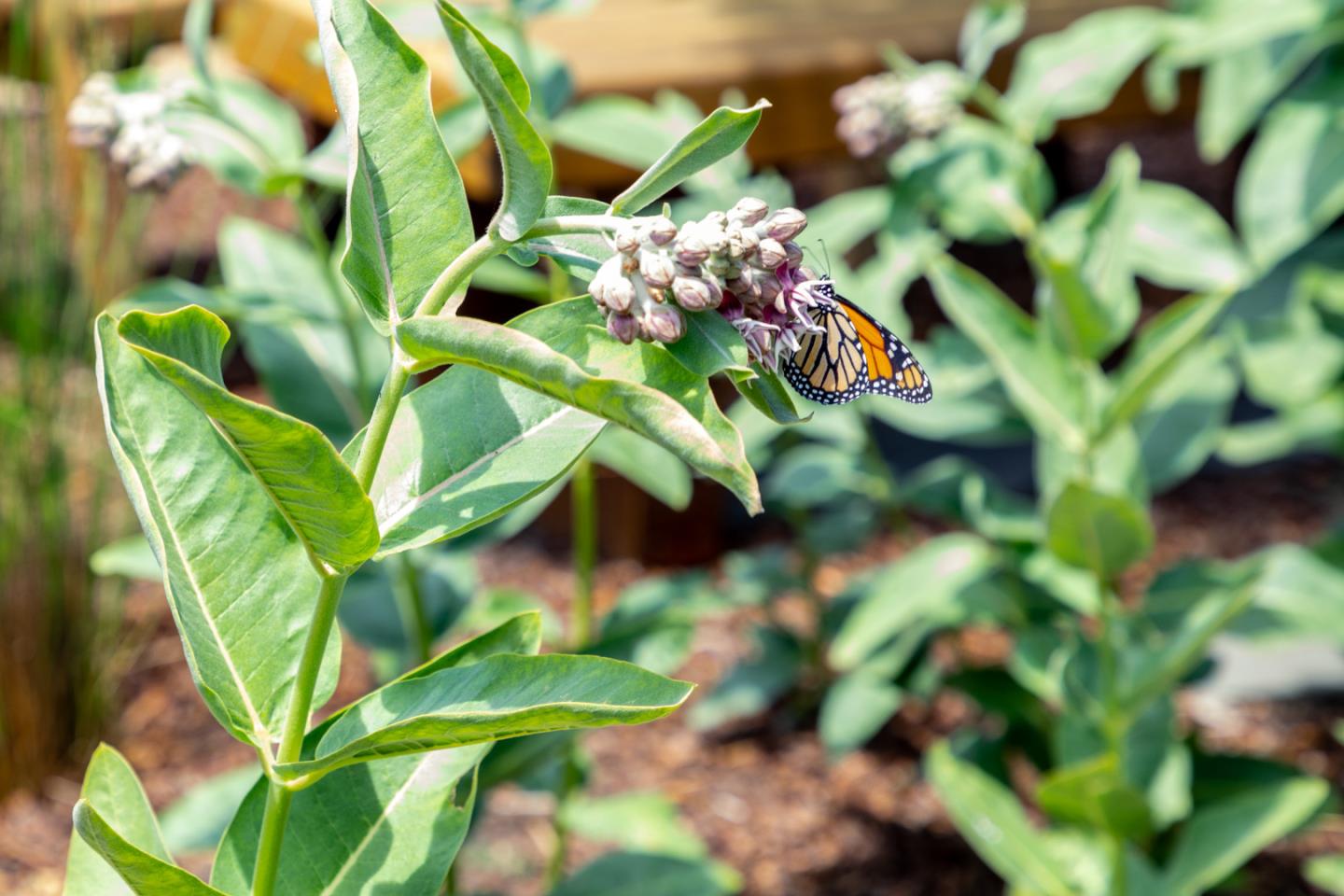 508 Oak Drive Capitola, CA 95010 - Photo 28 of 31