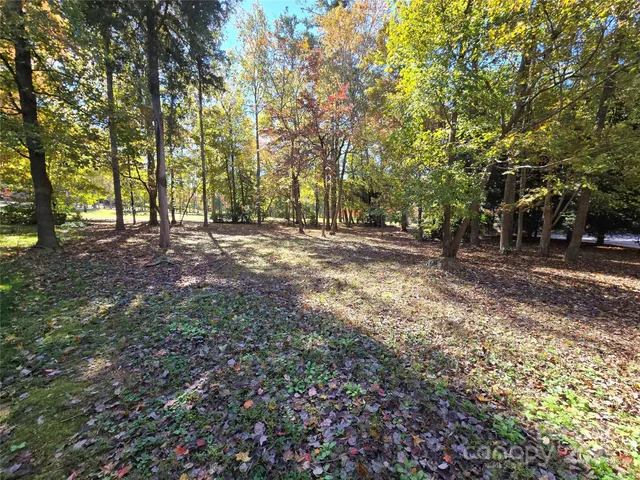 a view of a forest with trees in the background