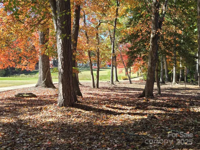 a view of a tree in the middle of a yard