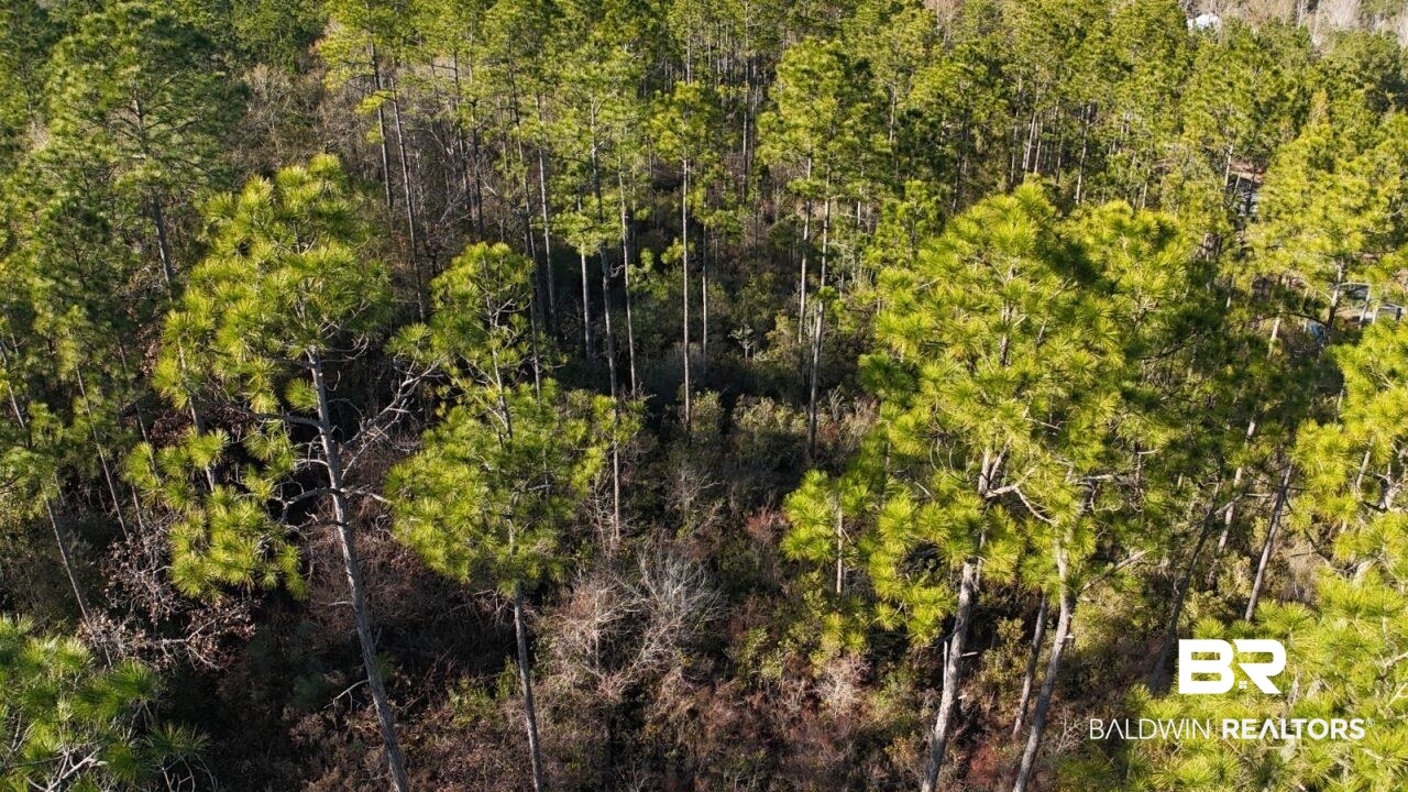 11808 Abb Road Tibbie, AL 36583 - Photo 20 of 31 View of landscape featuring a wooded view