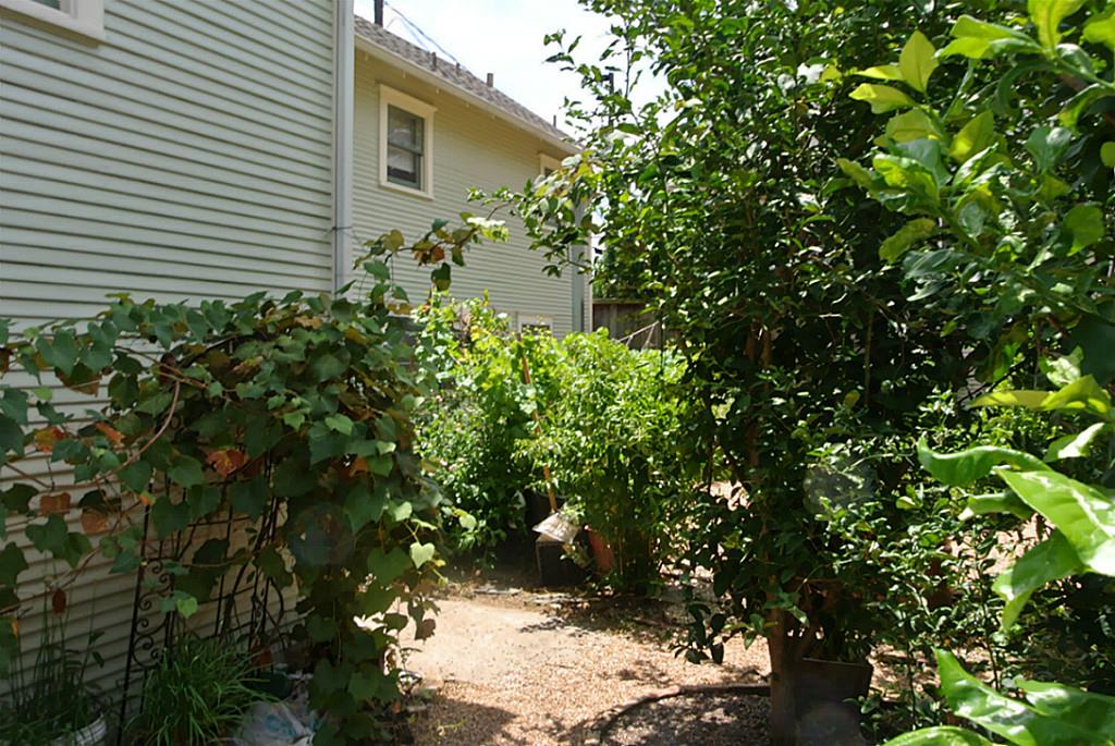 514 East 15th Street, Unit 2 Houston, TX 77008 - Photo 3 of 9 a plant view