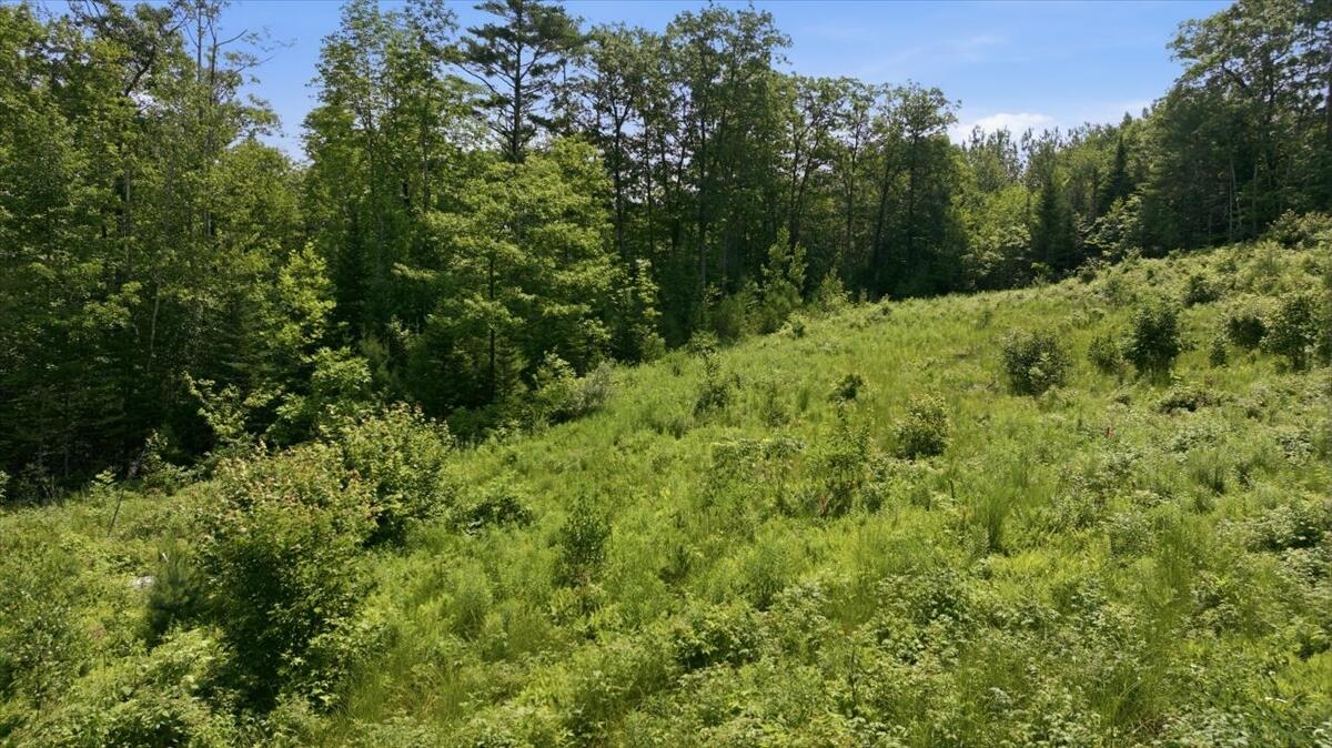 273 Wiley Road Greene, ME 04236 - Photo 20 of 21 Lot from Road
