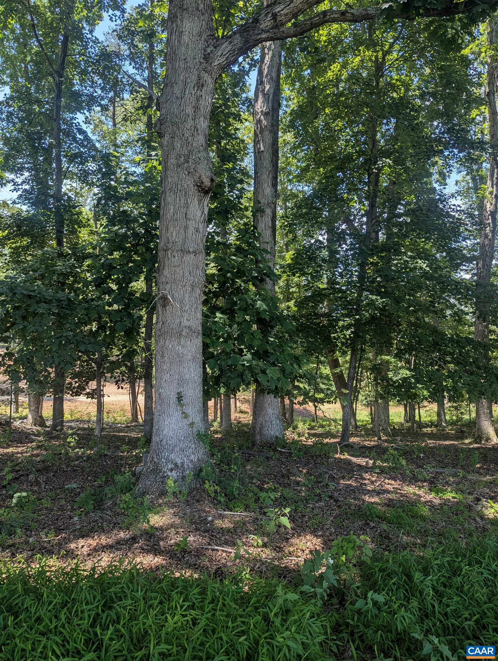 Lot 7 Advance Mills Road Ruckersville, VA 22968 - Photo 11 of 26 a view of outdoor space with trees