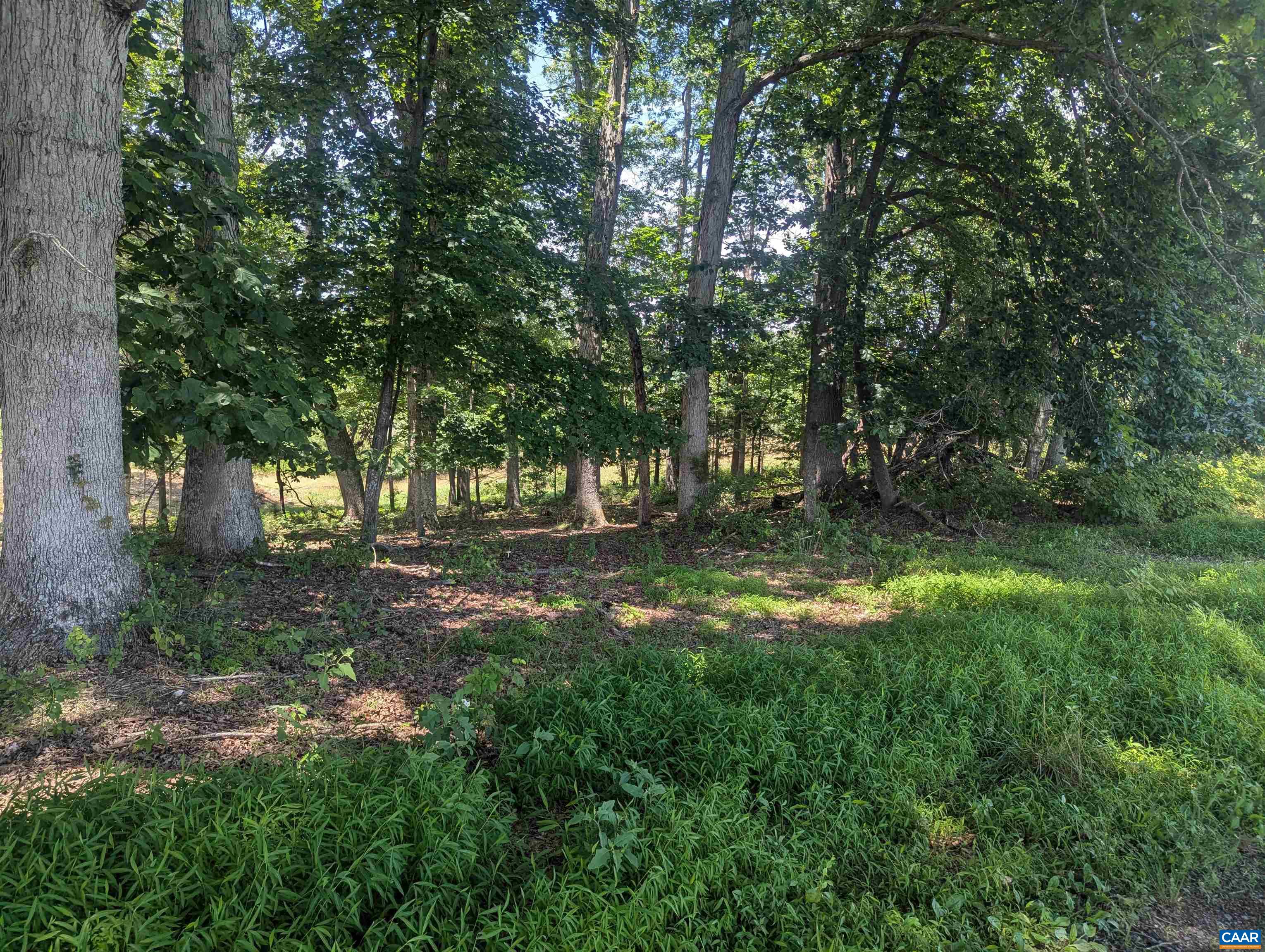 Lot 7 Advance Mills Road Ruckersville, VA 22968 - Photo 9 of 26 a big yard with lots of green space and trees