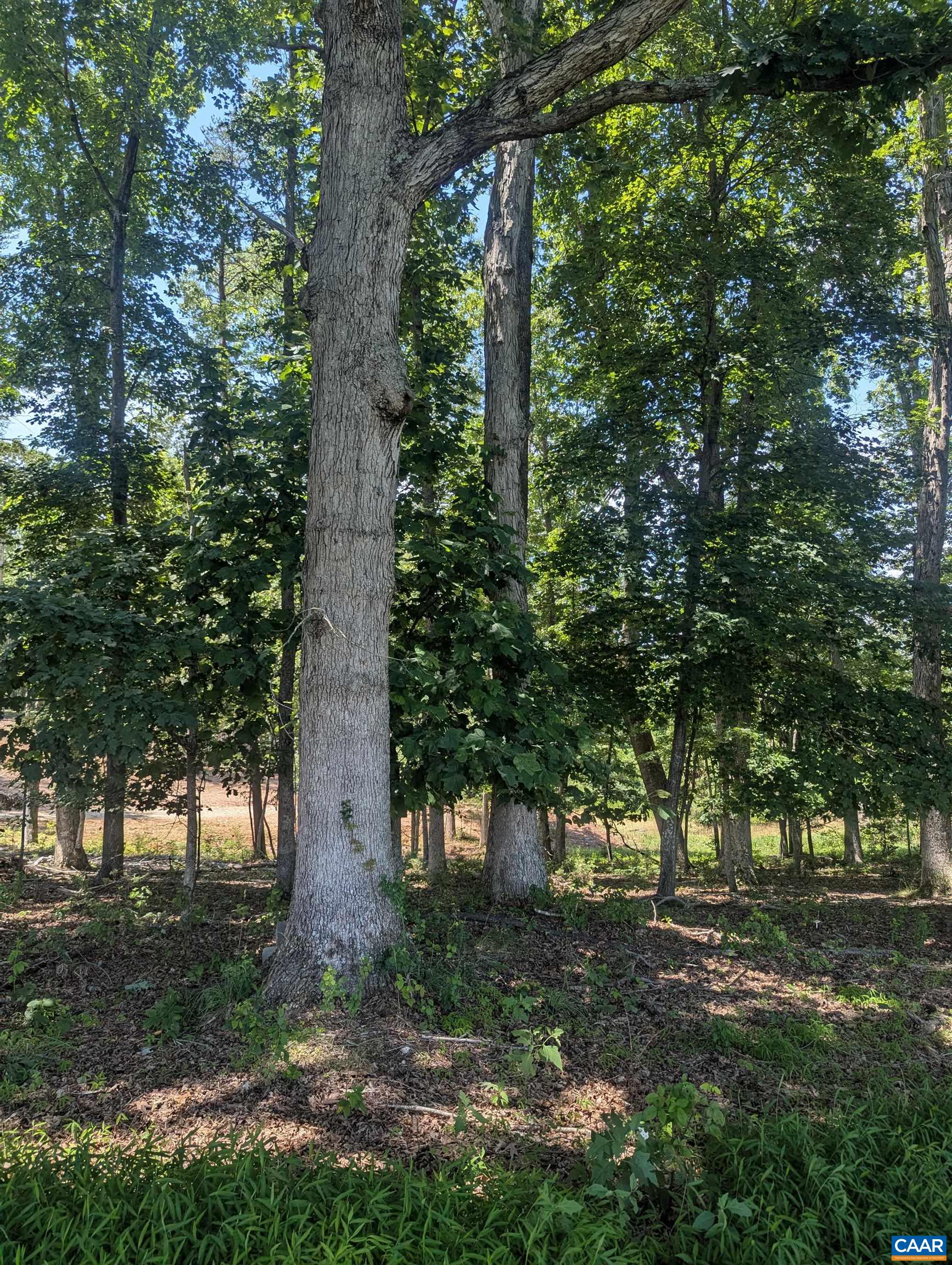 Lot 7 Advance Mills Road Ruckersville, VA 22968 - Photo 10 of 26 a view of tree trees in a yard