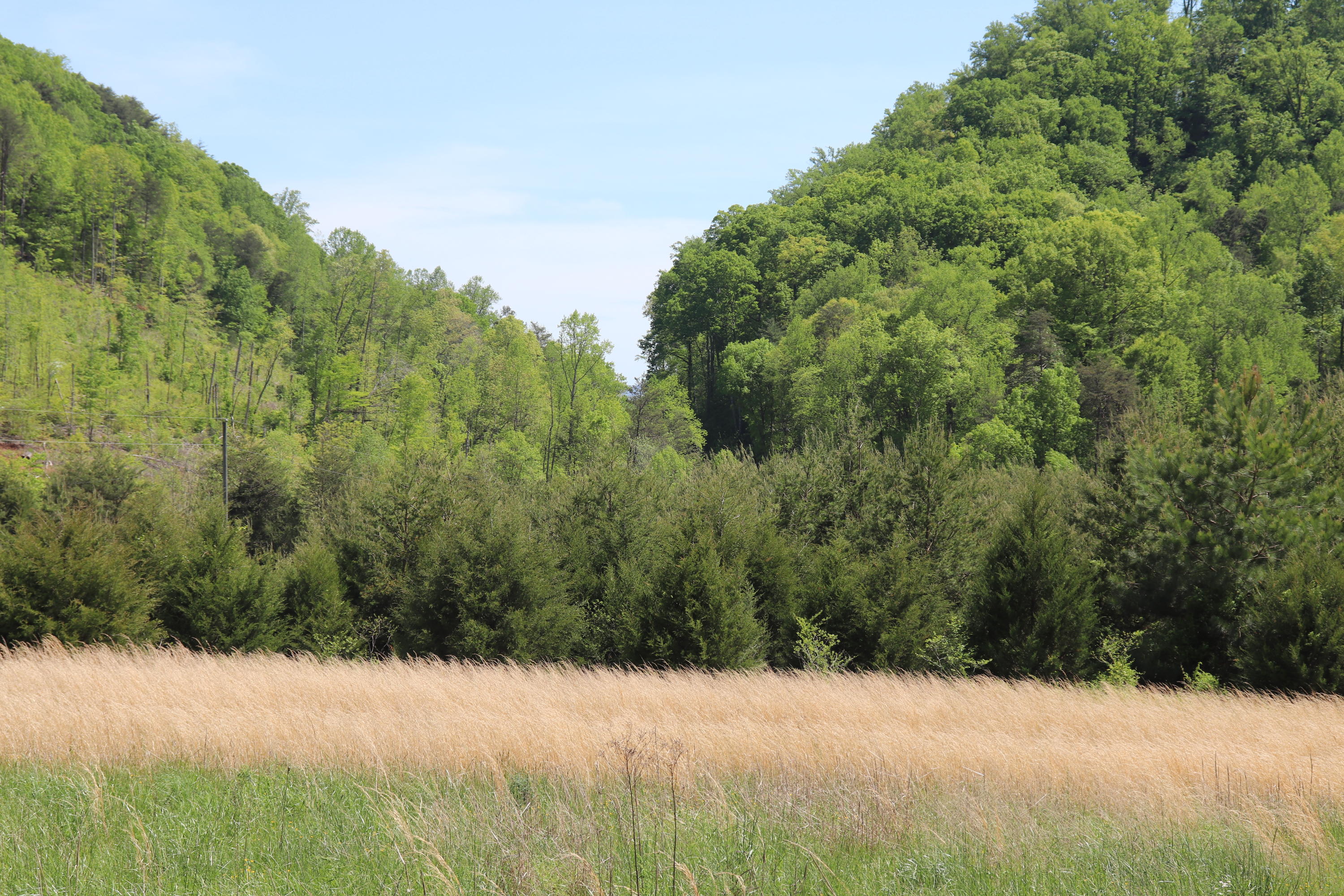 1439 Reagan Valley Road Tellico Plains, TN 37385 - Photo 2 of 6 IMG_0590