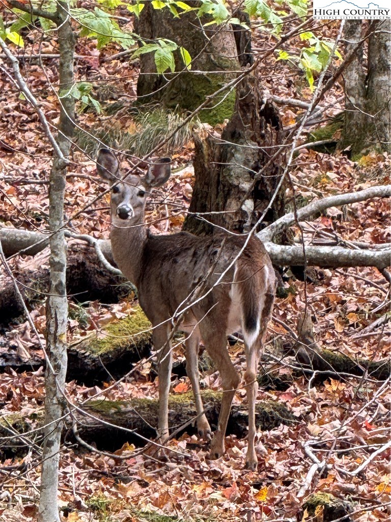 142 Tamarack Road Beech Mountain, NC 28604 - Photo 32 of 36