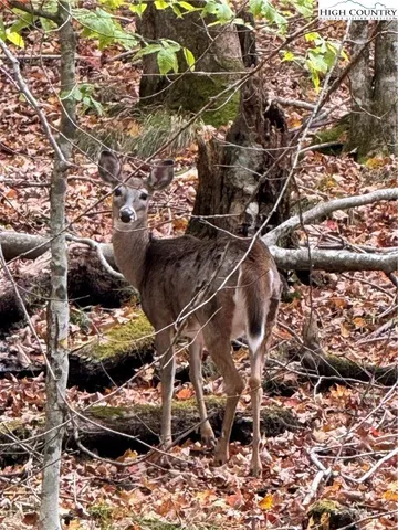$425,000 | 142 Tamarack Road, Beech Mountain, NC 28604