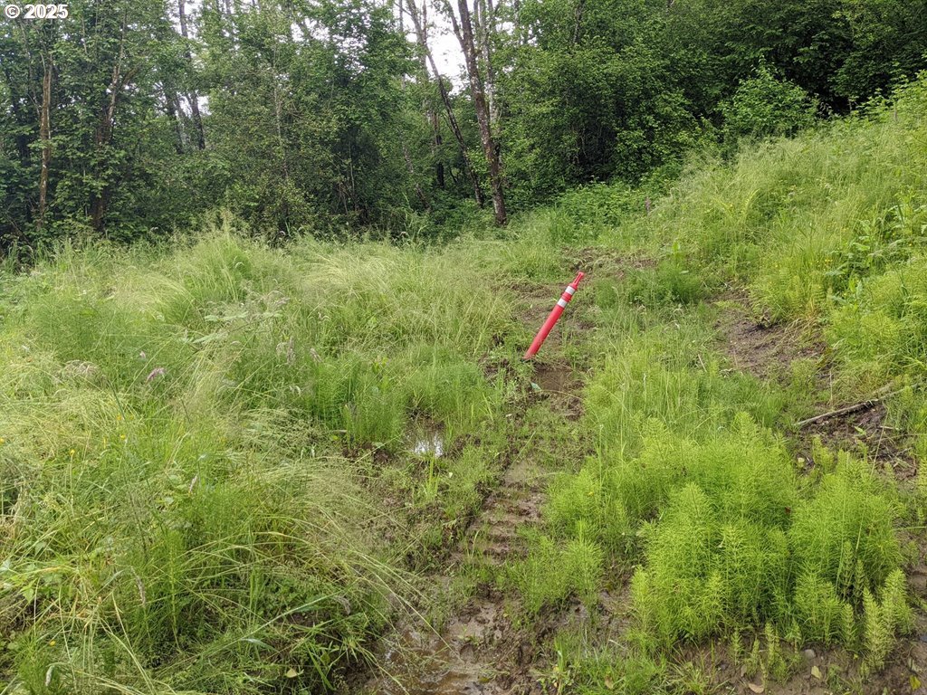 0 Southeast Washougal River Road Washougal, WA 98671 - Photo 25 of 28 a backyard of a house with lots of green space and trees all around