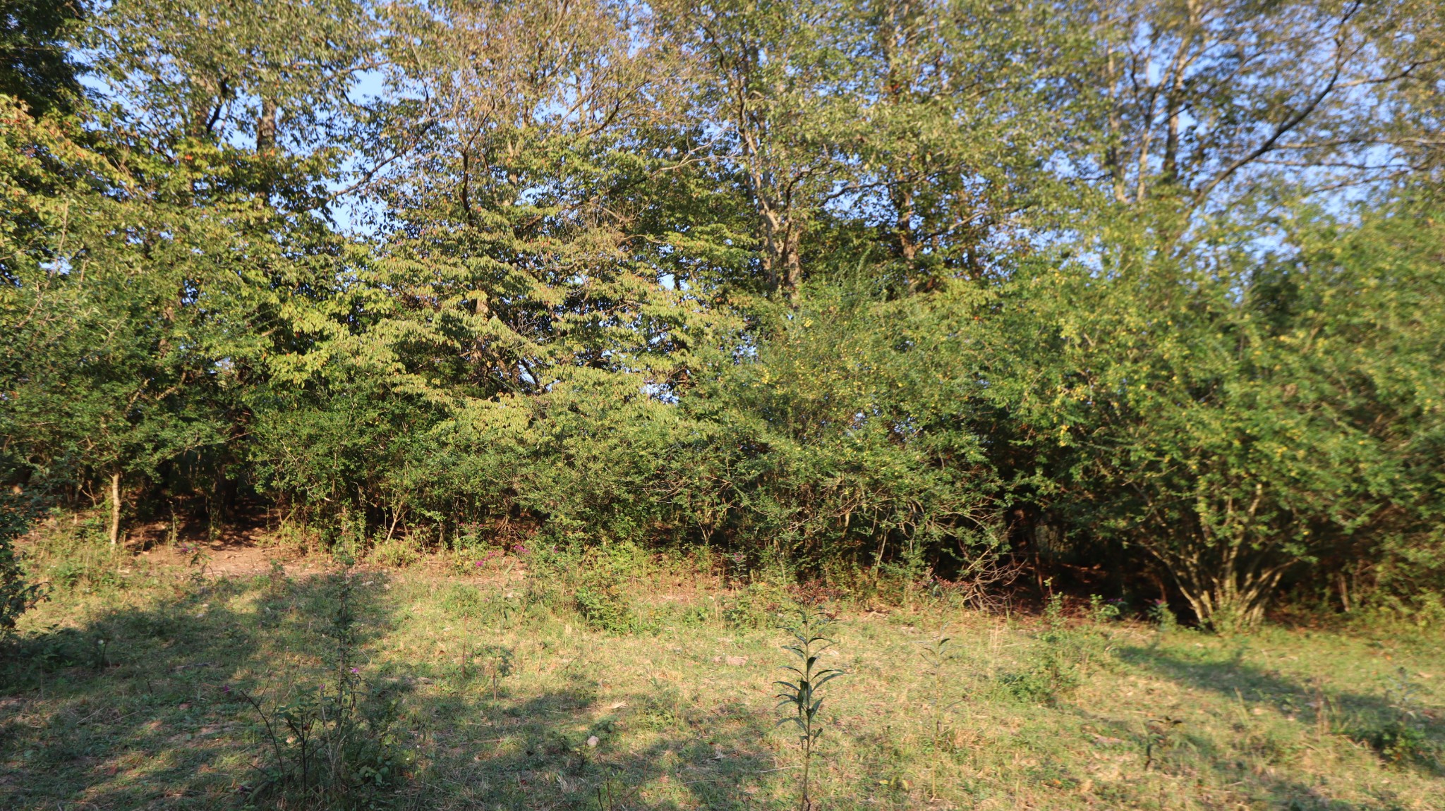 3876 Raleigh-Elam Road Santa Fe, TN 38482 - Photo 13 of 61 a view of a yard with a tree