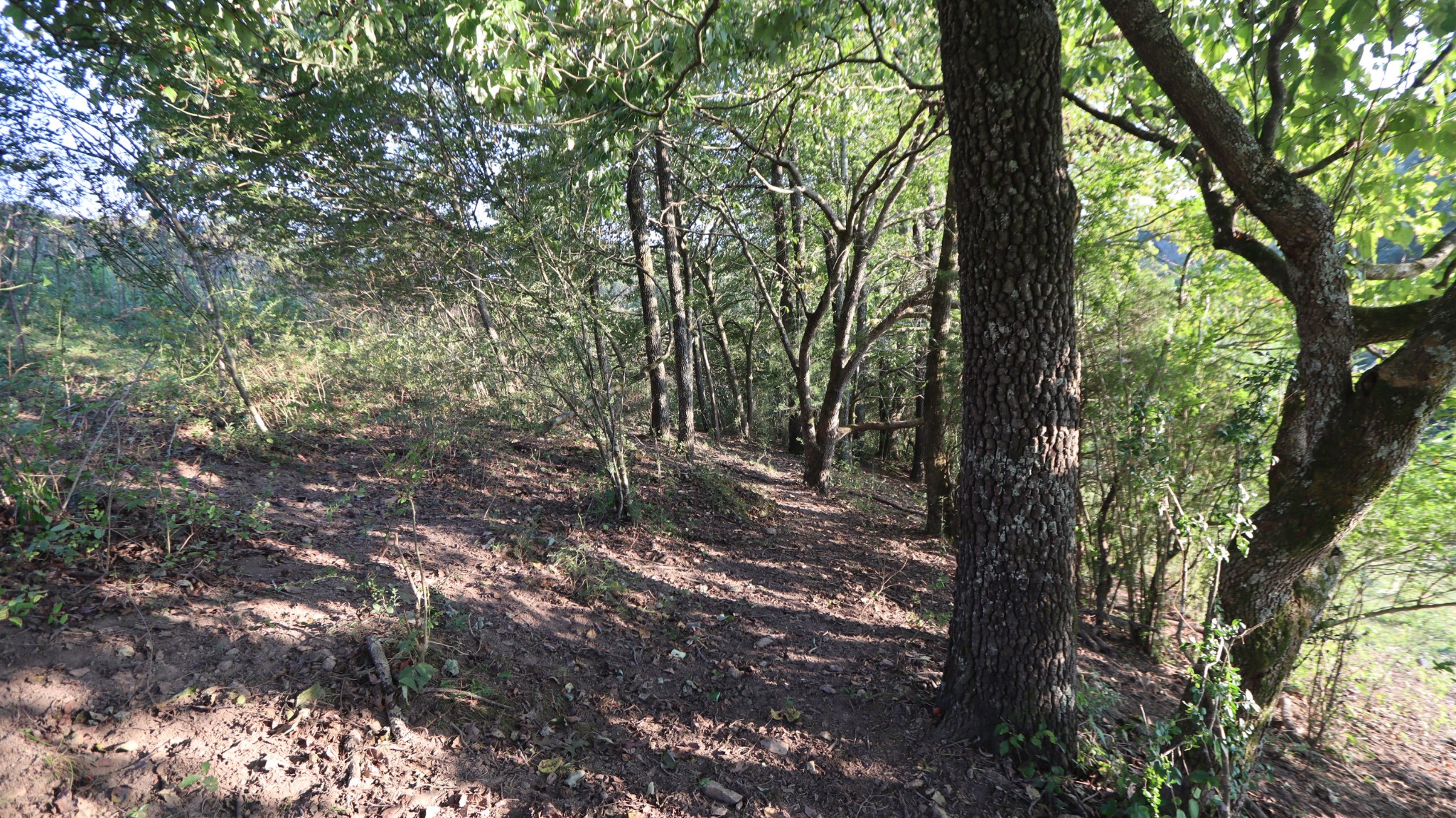 3876 Raleigh-Elam Road Santa Fe, TN 38482 - Photo 25 of 61