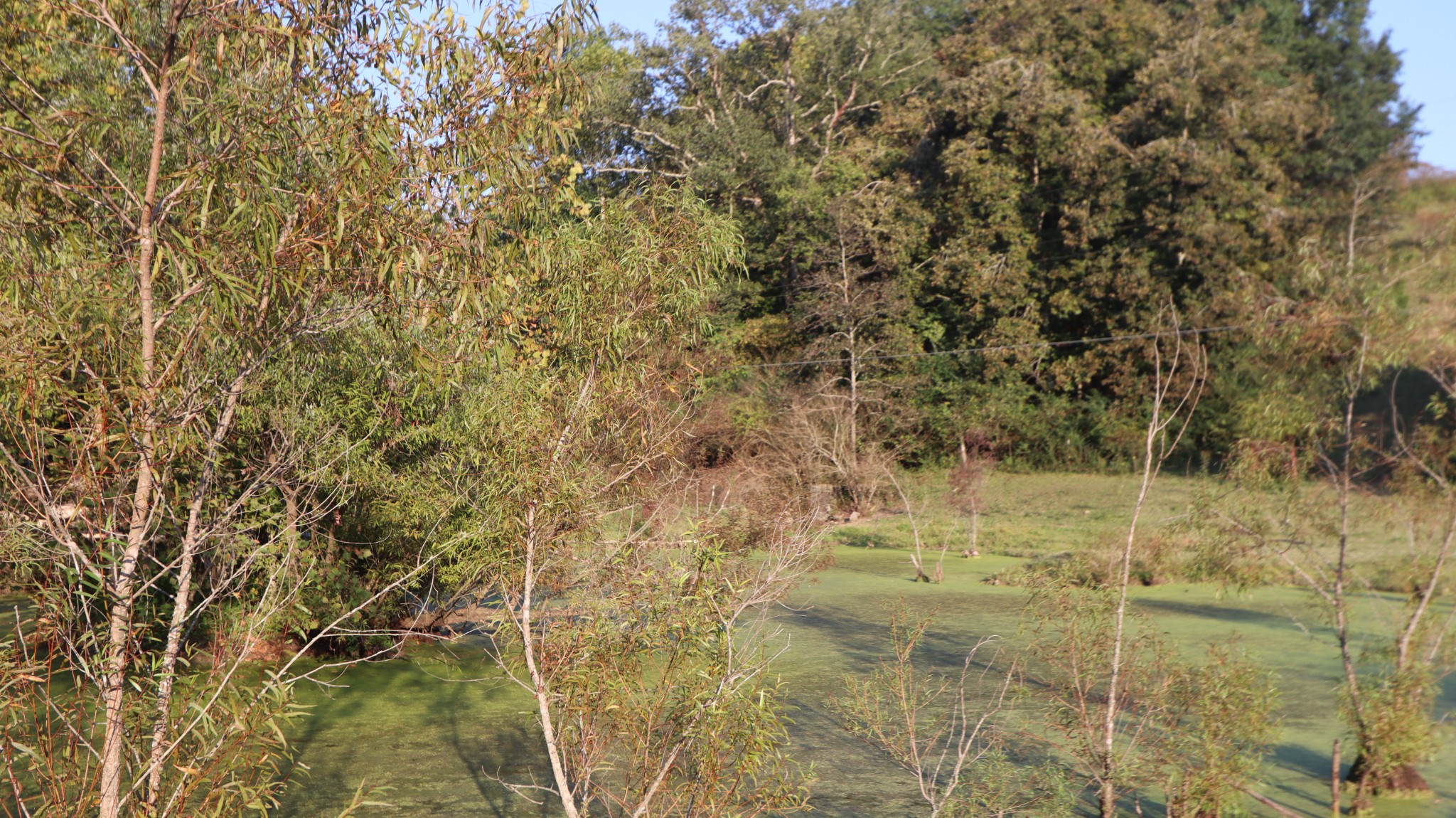 3876 Raleigh-Elam Road Santa Fe, TN 38482 - Photo 35 of 61