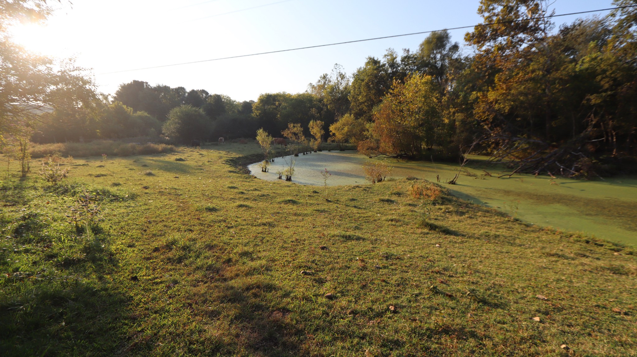 3876 Raleigh-Elam Road Santa Fe, TN 38482 - Photo 48 of 61 a view of a yard with a tree