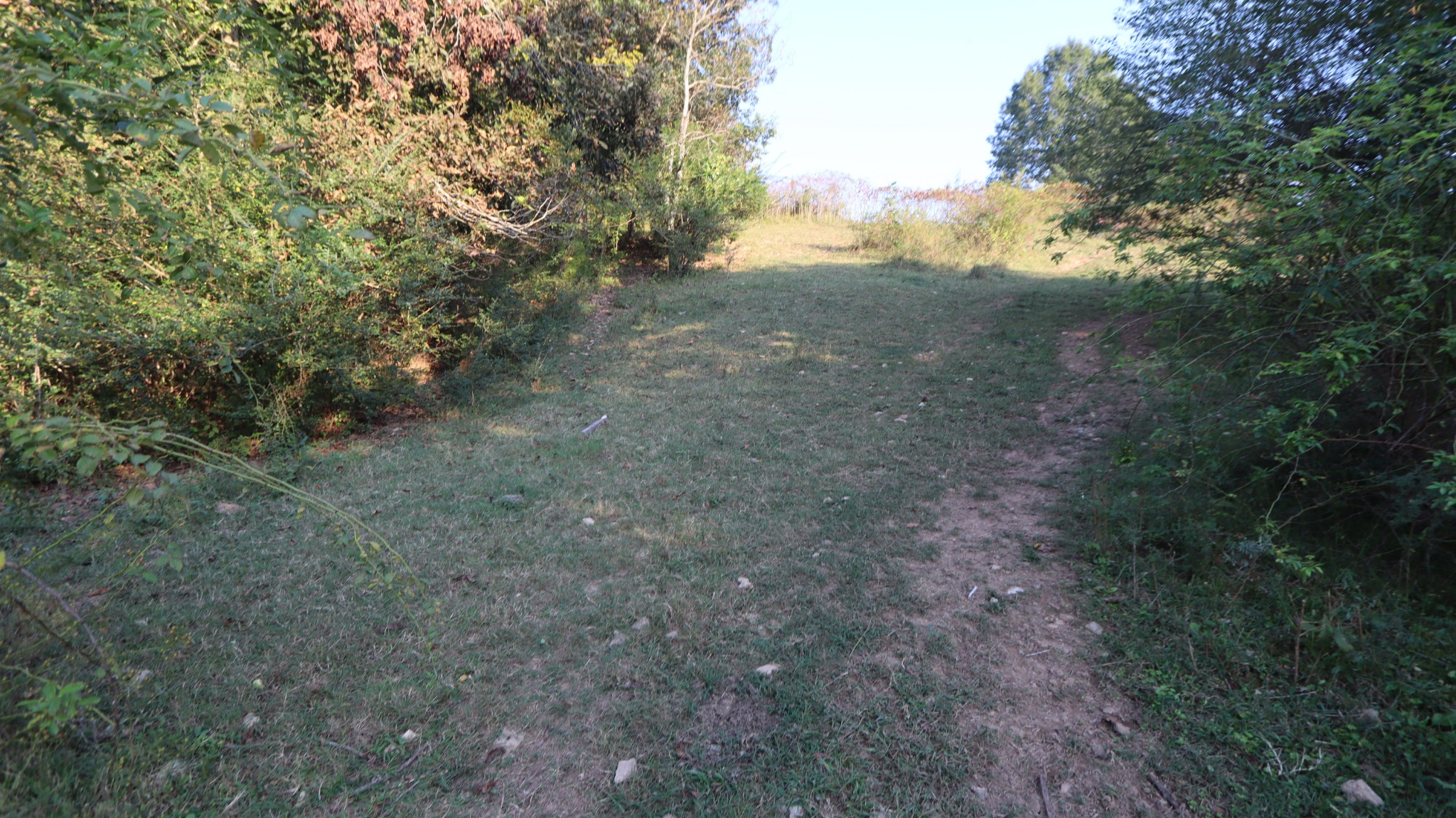 3876 Raleigh-Elam Road Santa Fe, TN 38482 - Photo 49 of 61 a view of a forest with trees in the background