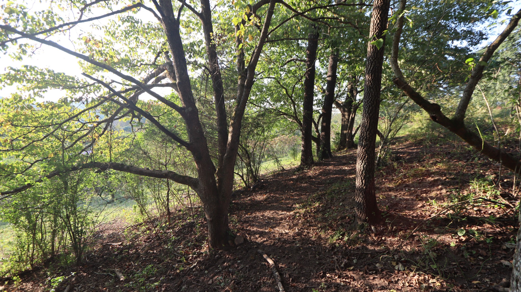 3876 Raleigh-Elam Road Santa Fe, TN 38482 - Photo 50 of 61 a view of trees