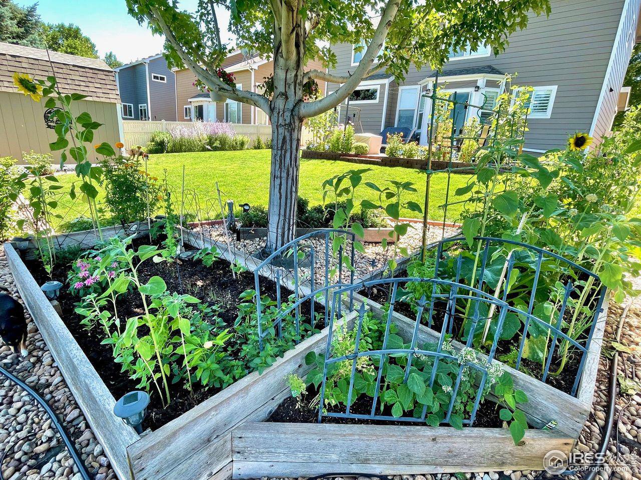 6607 Echo Circle Firestone, CO 80504 - Photo 33 of 40 a front view of a house with garden