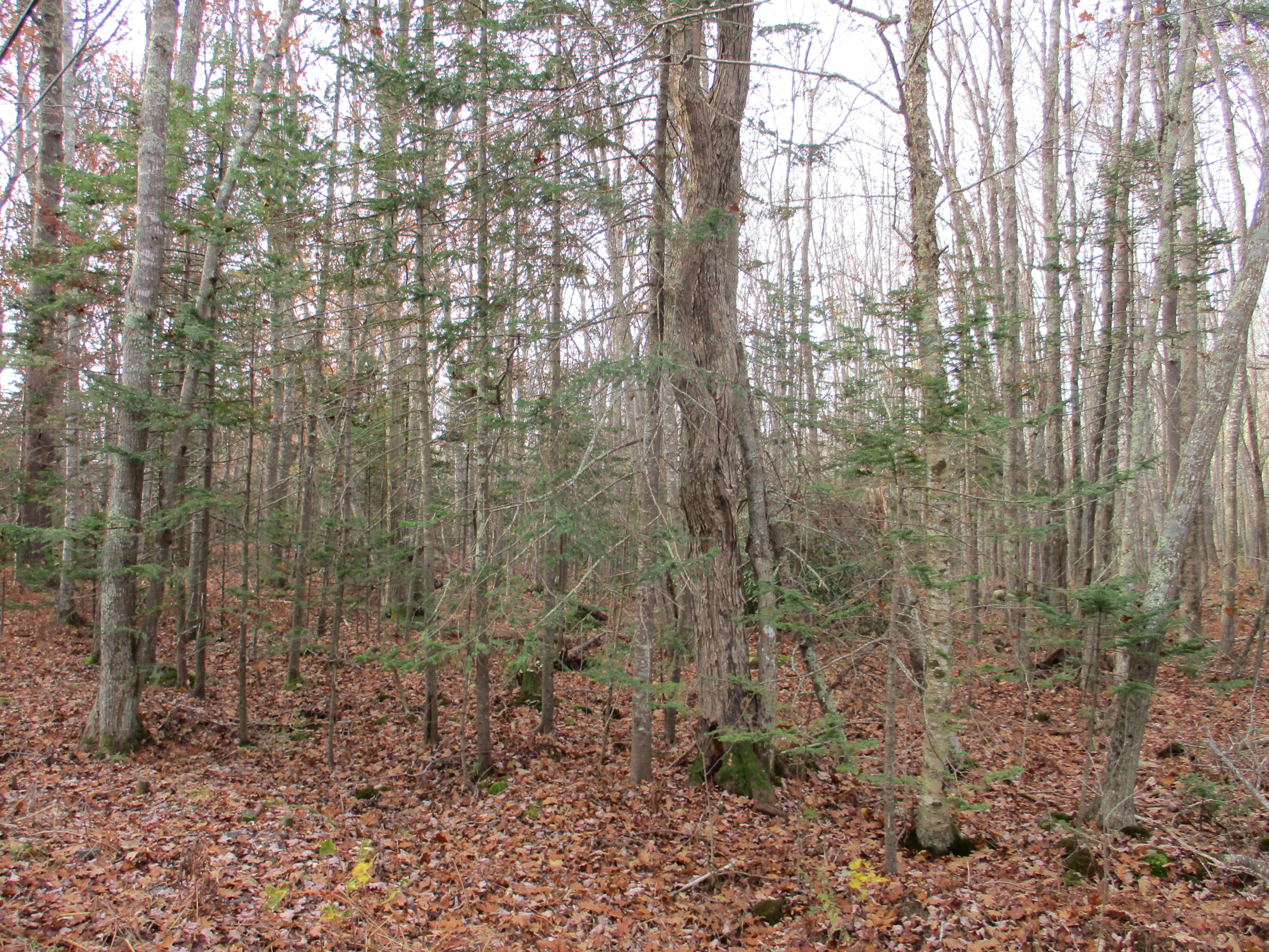 Lot 16 Roxmont Road Rockport, ME 04856 - Photo 9 of 10 IMG_1207