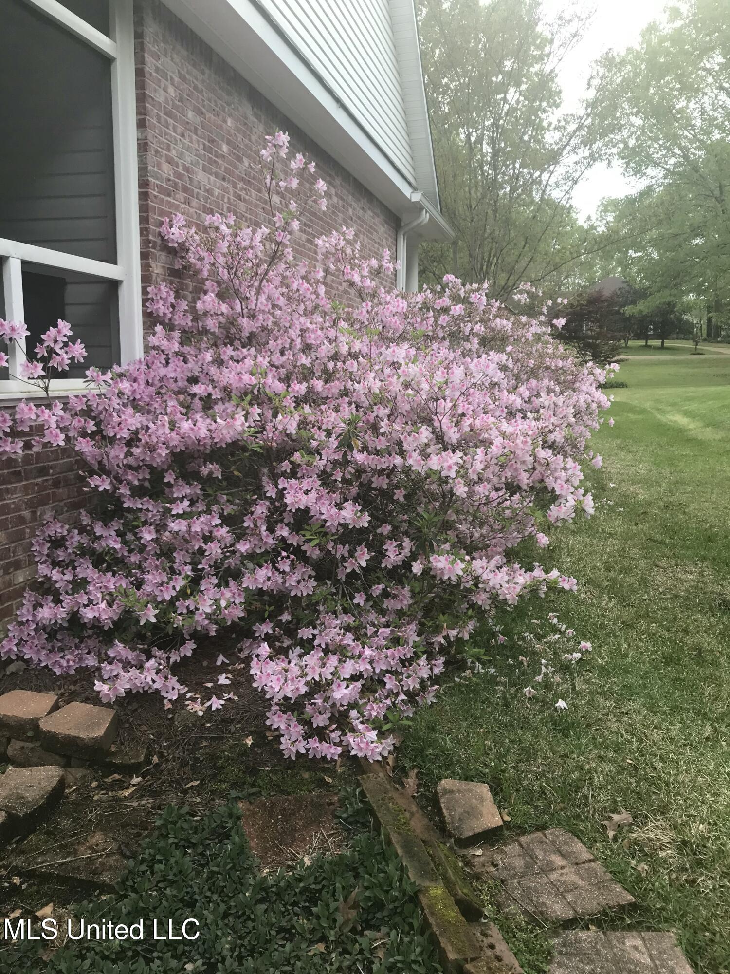 4 Greenhead Lane Raymond, MS 39154 - Photo 4 of 57 IMG_3611