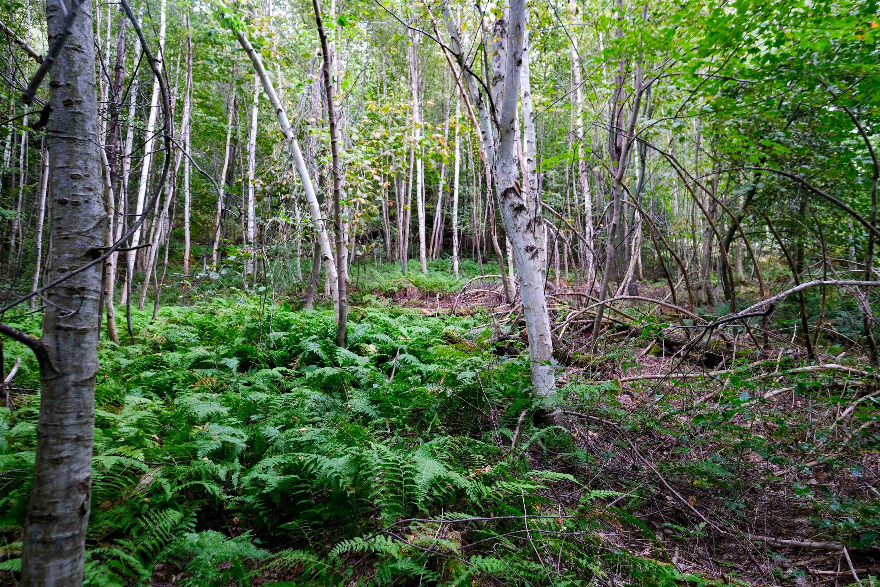 0 Evergreen Acres Ludlow, VT 05149 - Photo 5 of 21