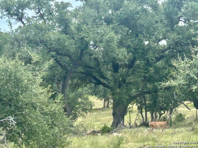 935 Spring Branch Road Spring Branch, TX 78070 - Photo 33 of 48 a view of yard with trees