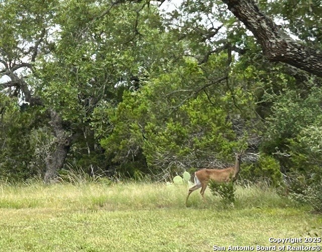 935 Spring Branch Road Spring Branch, TX 78070 - Photo 36 of 48