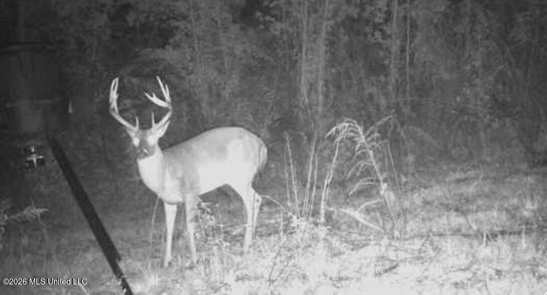53 Cliffs Plantation Road Natchez, MS 39120 - Photo 18 of 23 View recent photos