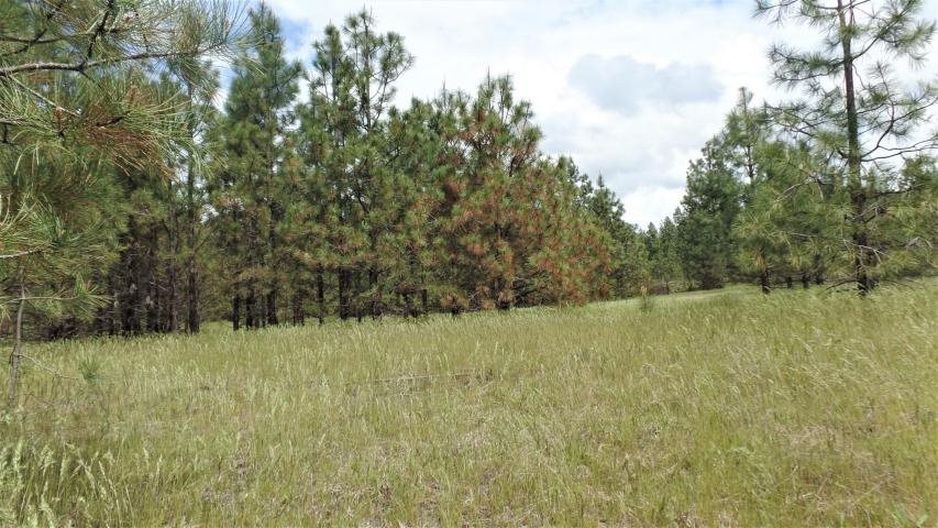 Lot 103 Old Kettle Road Kettle Falls, WA 99141 - Photo 9 of 19 Gallery Image 9