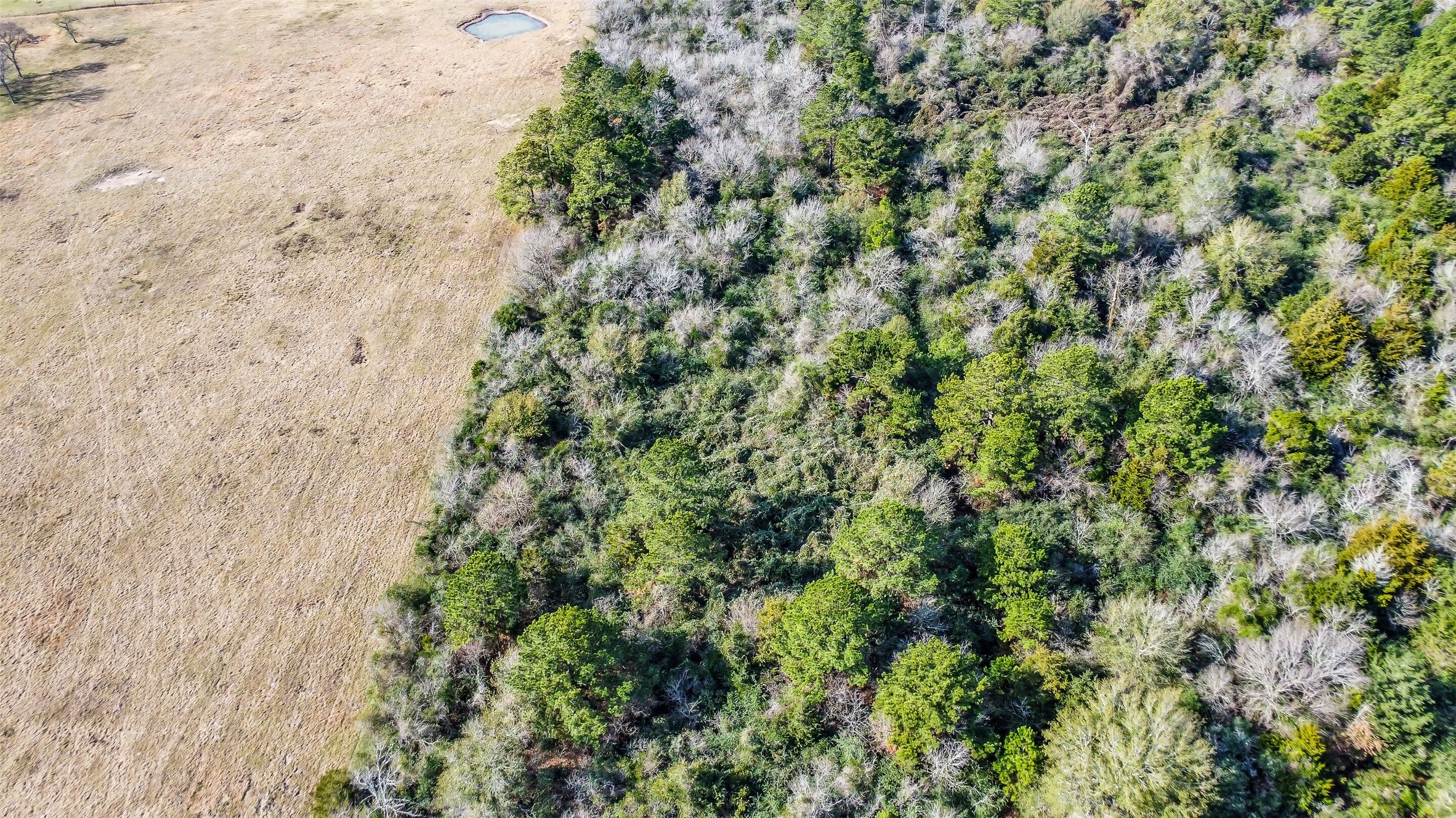 17625 Falcon Lane Hempstead, TX 77445 - Photo 11 of 22 a view of a forest with a tree