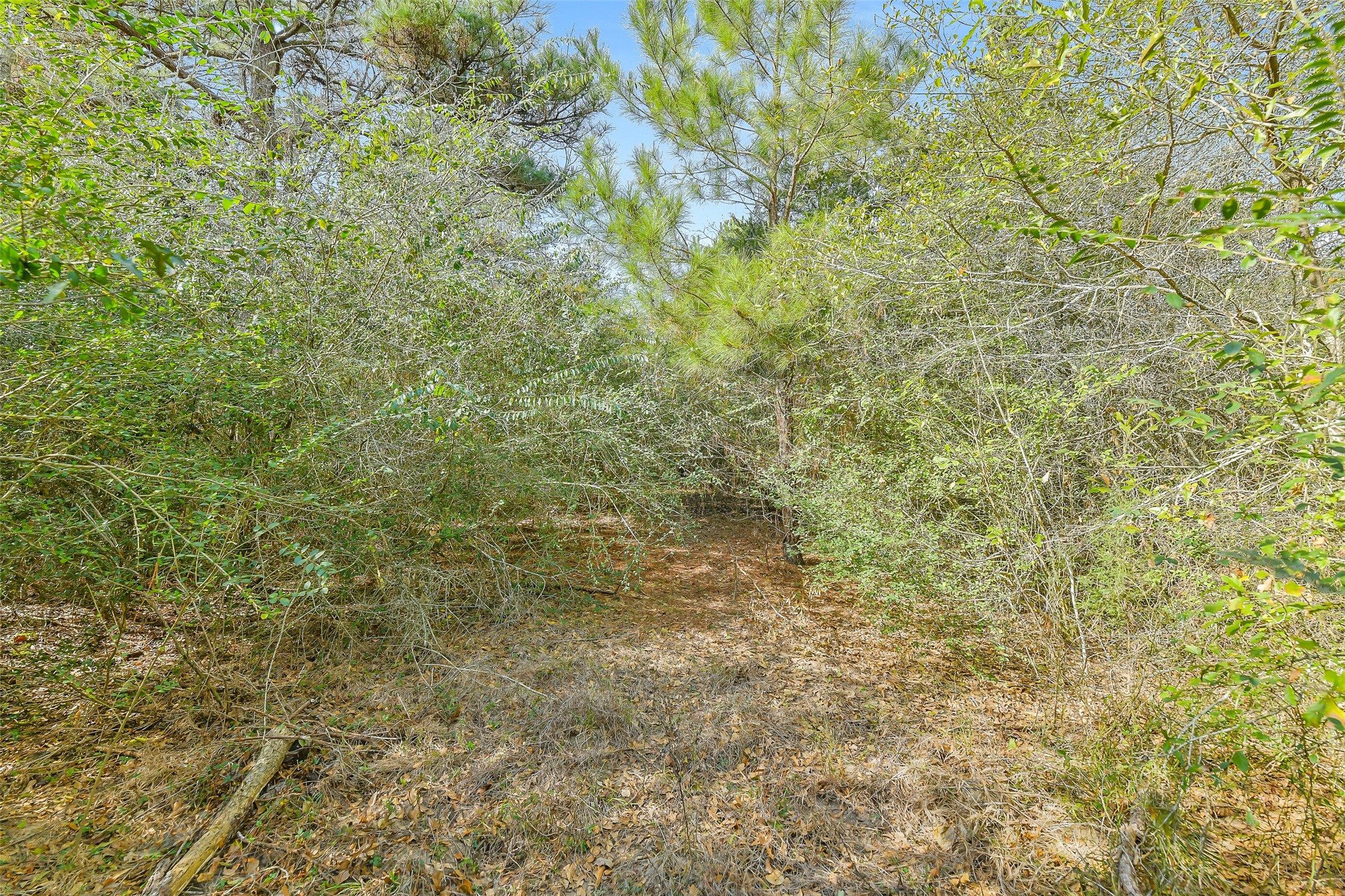 17625 Falcon Lane Hempstead, TX 77445 - Photo 3 of 22