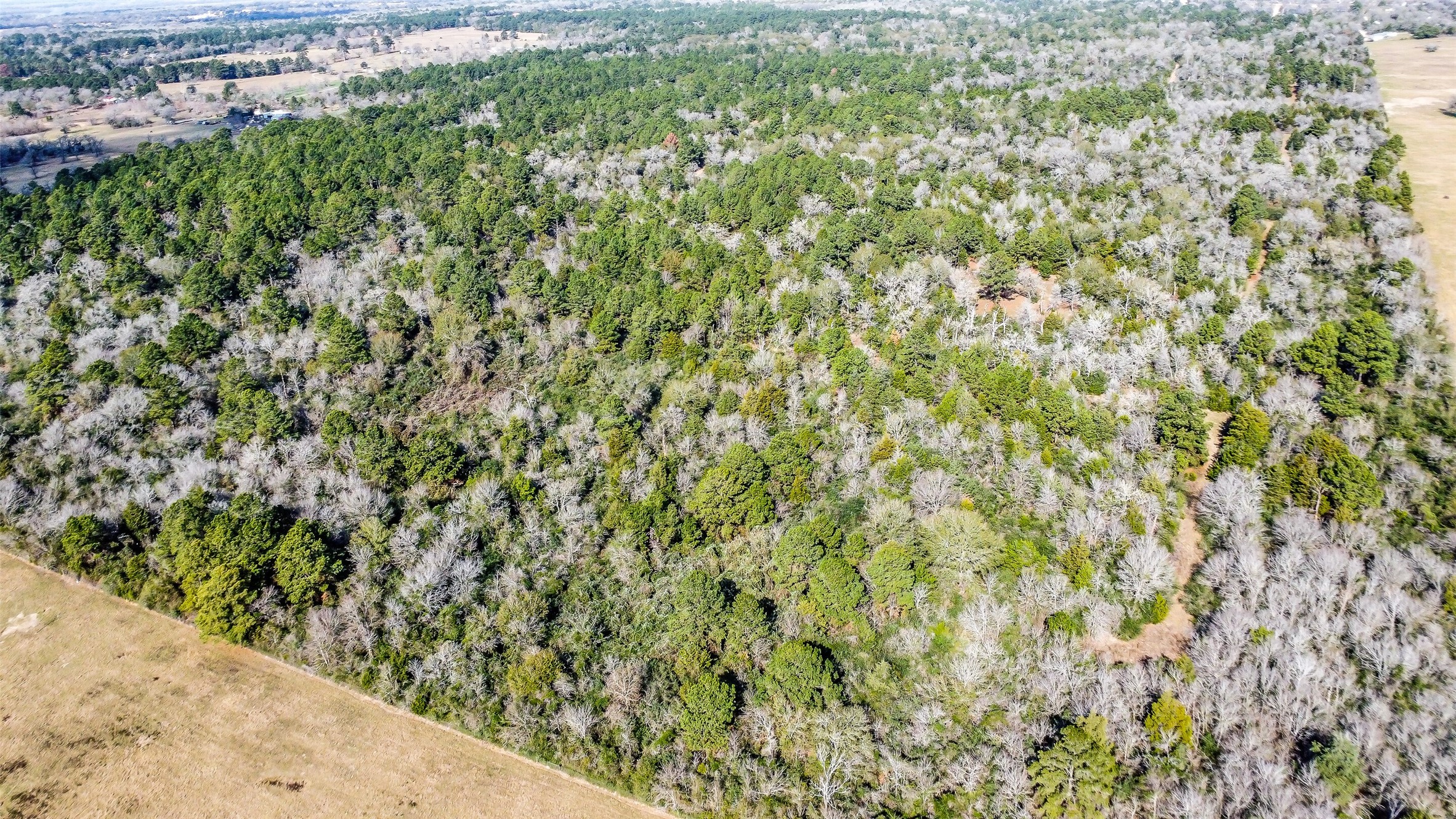 17625 Falcon Lane Hempstead, TX 77445 - Photo 8 of 22 a view of a yard with a plant